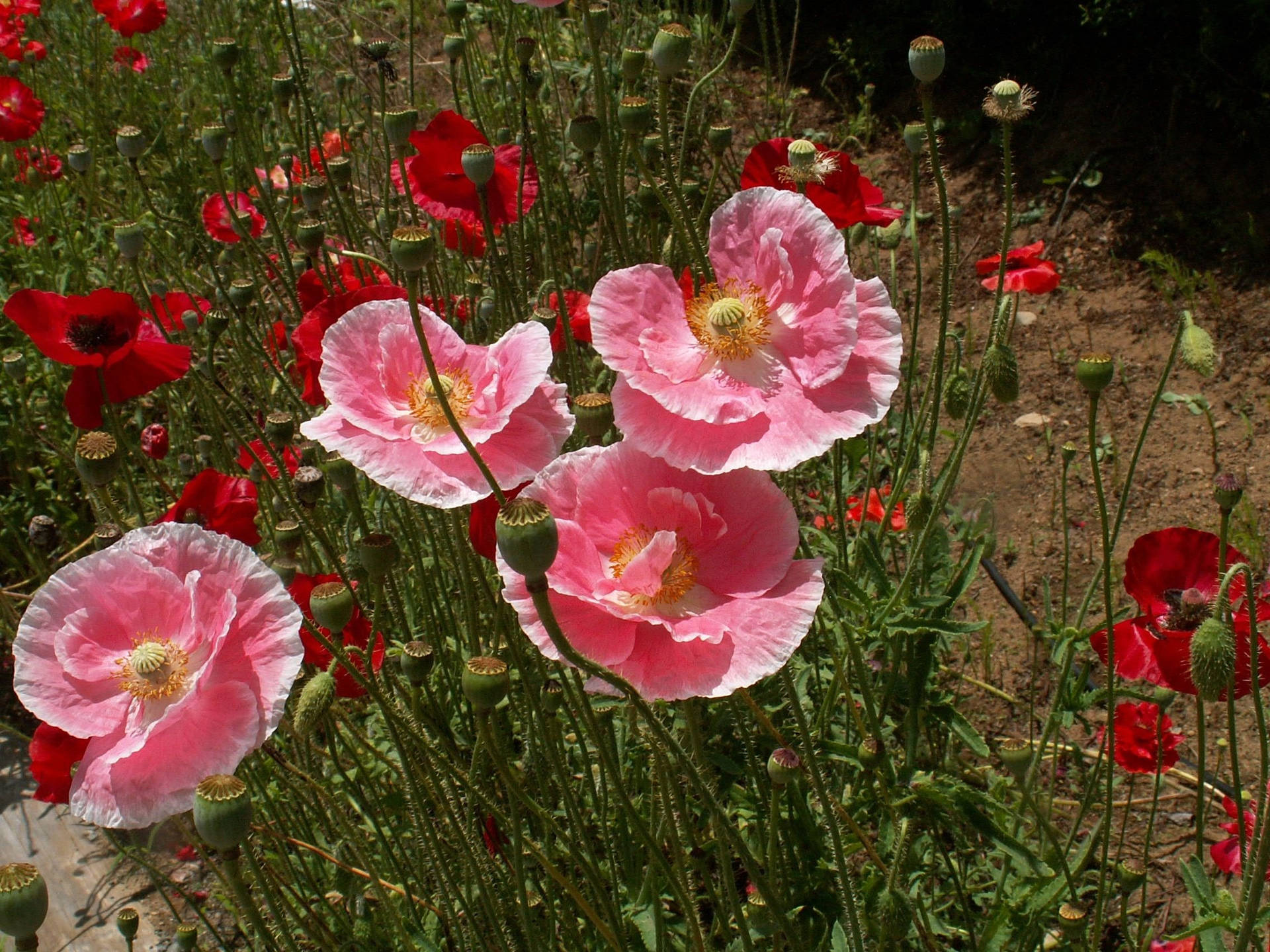 Shirley Poppies Background