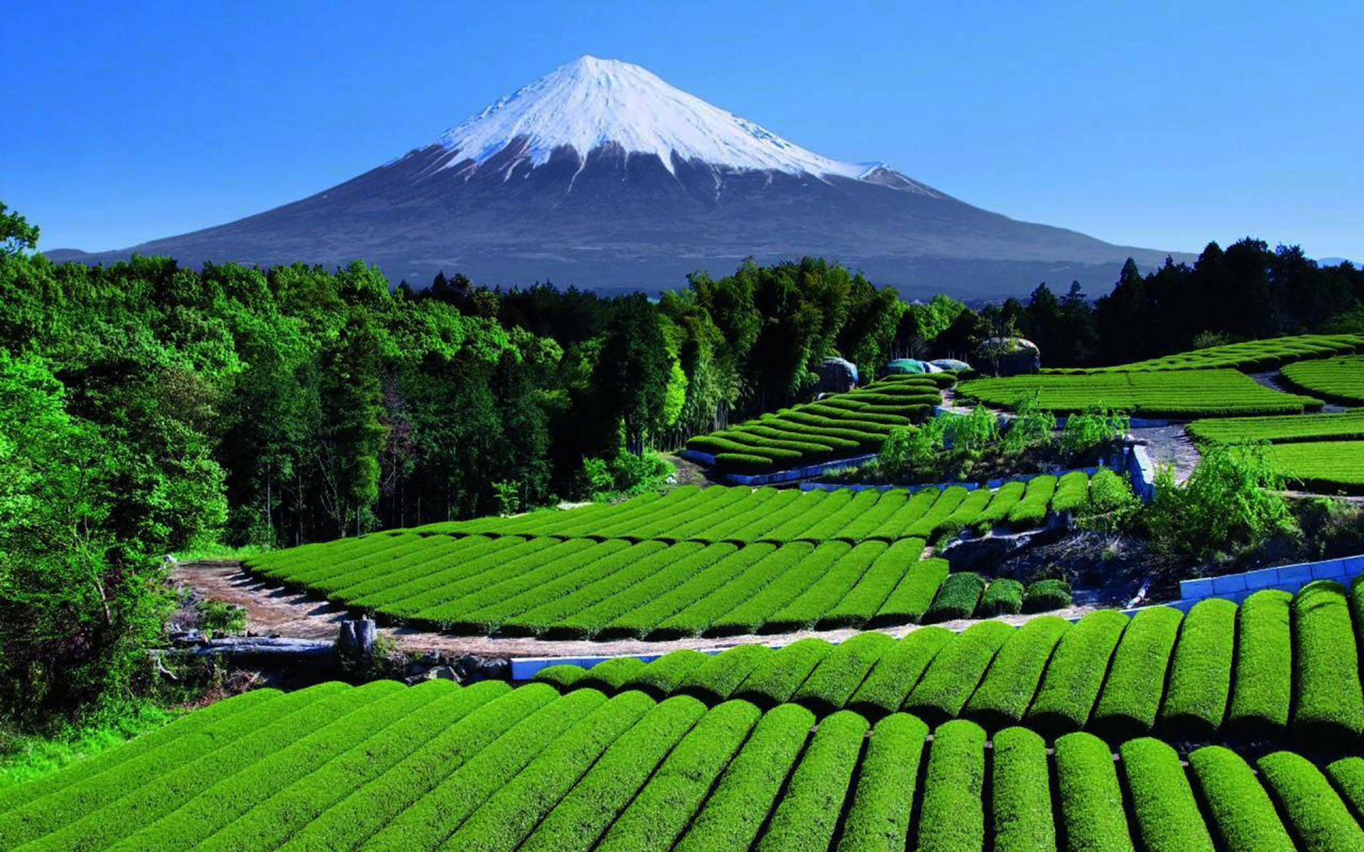 Shizuoka Tea Garden Japan Background