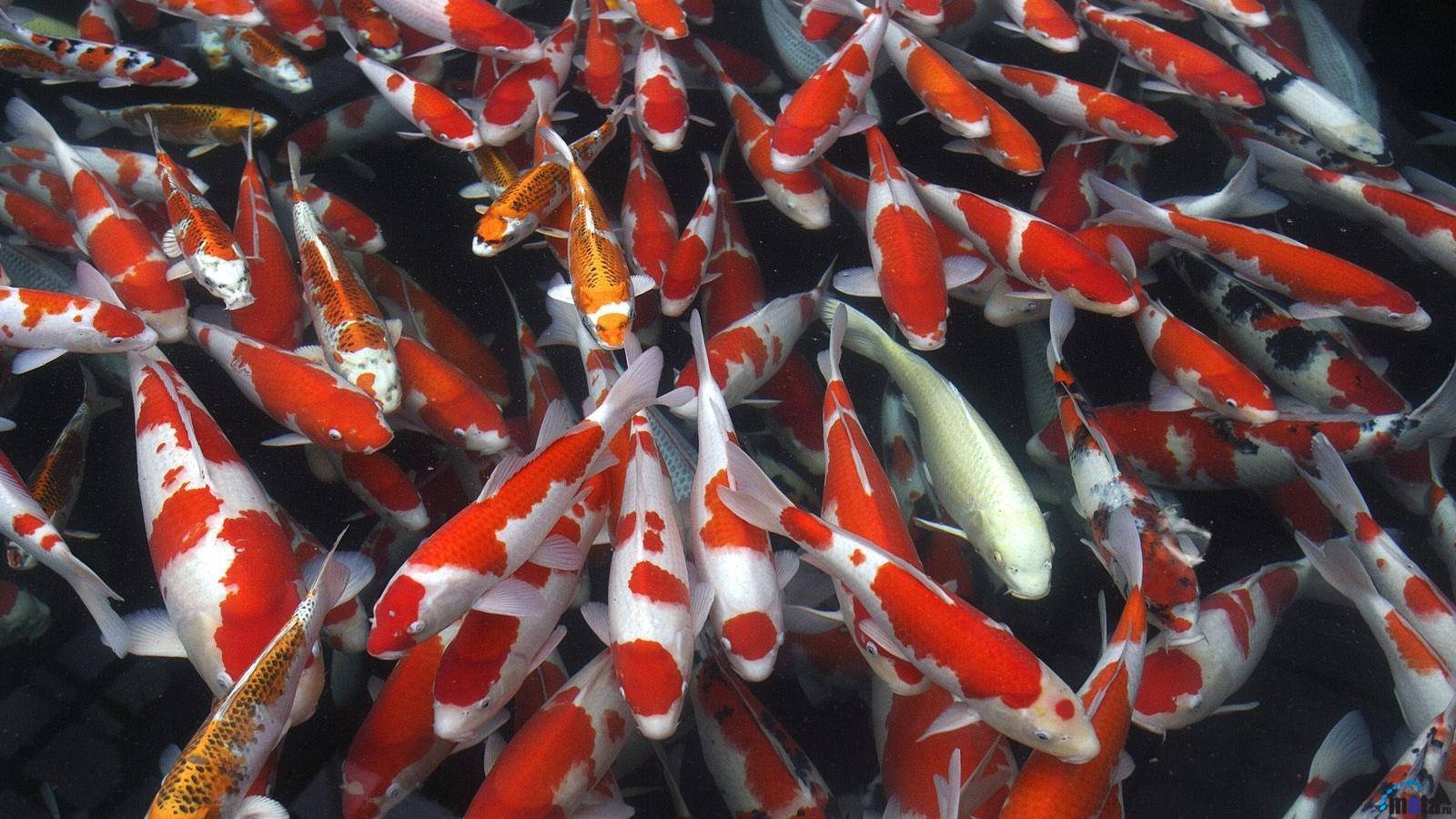 Shoal Of Koi Fish