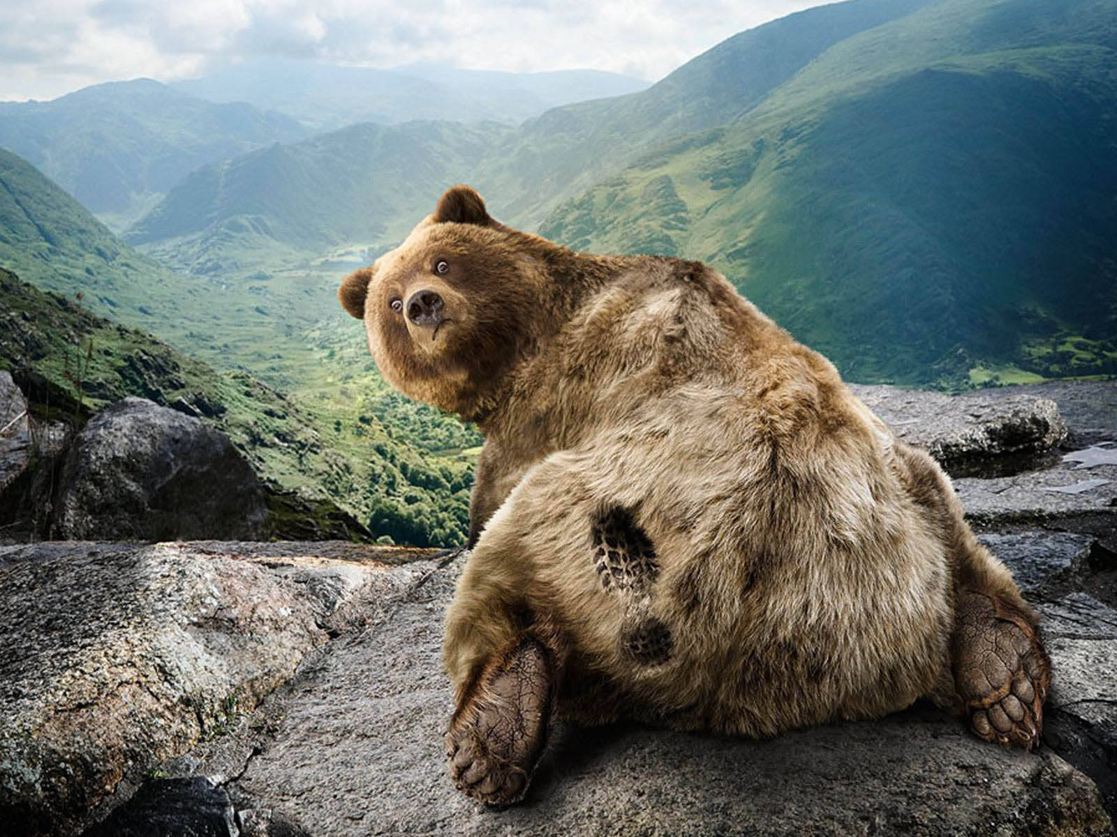 Shocked Bear In The Mountains Background