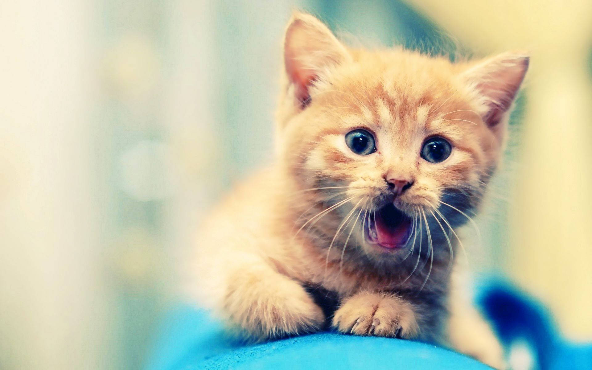 Shocked Orange Kitten