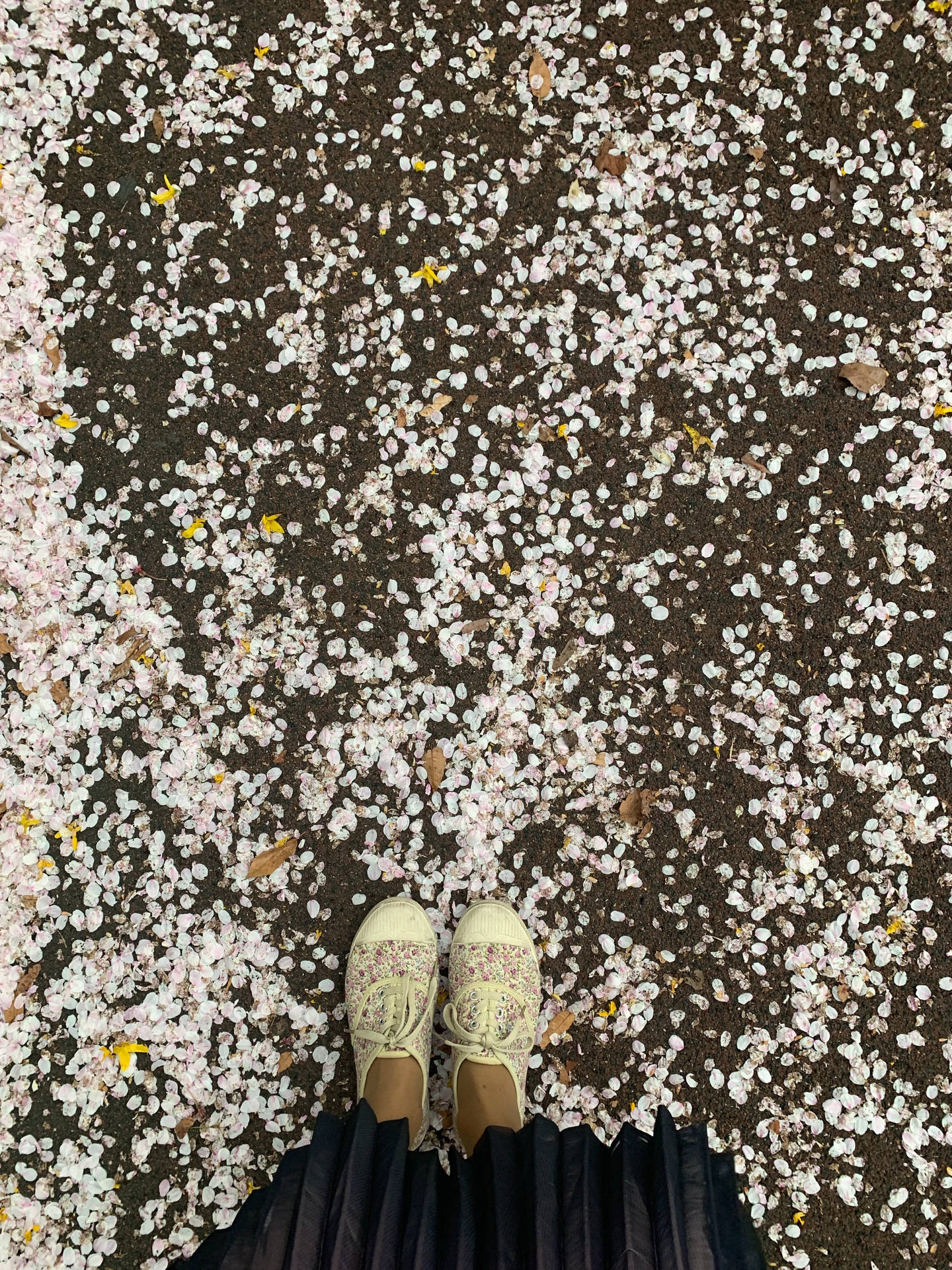 Shoes On Fallen Sakura Background
