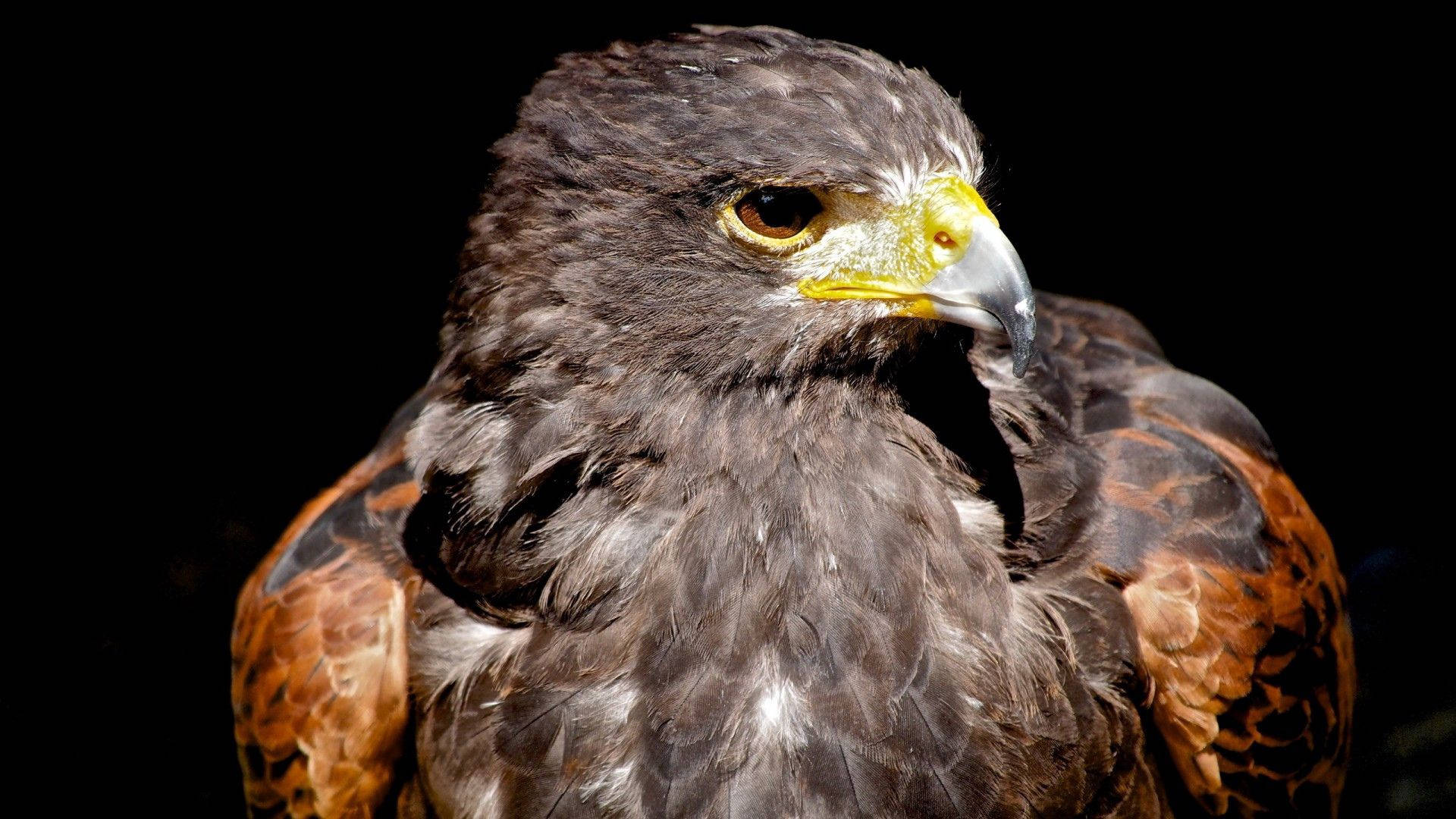 Short Beaked Eagle Background