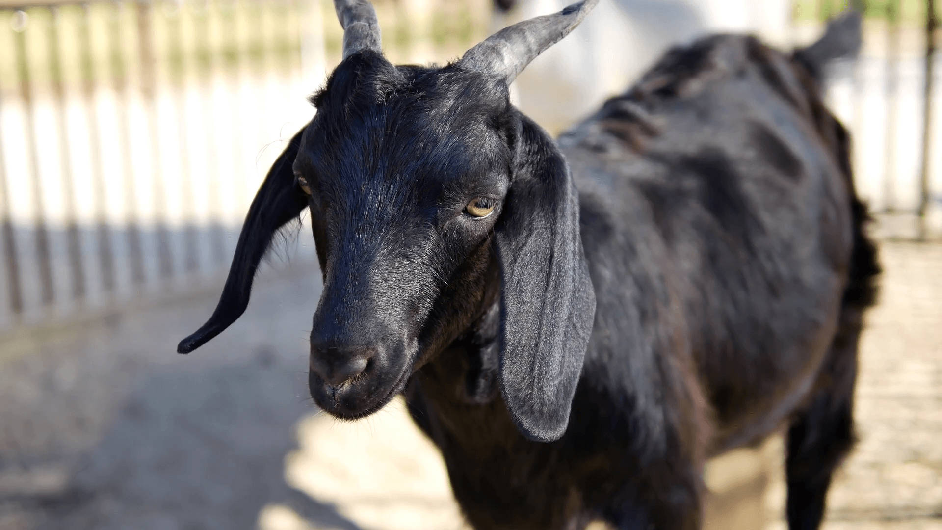 Short-horned Black Goat