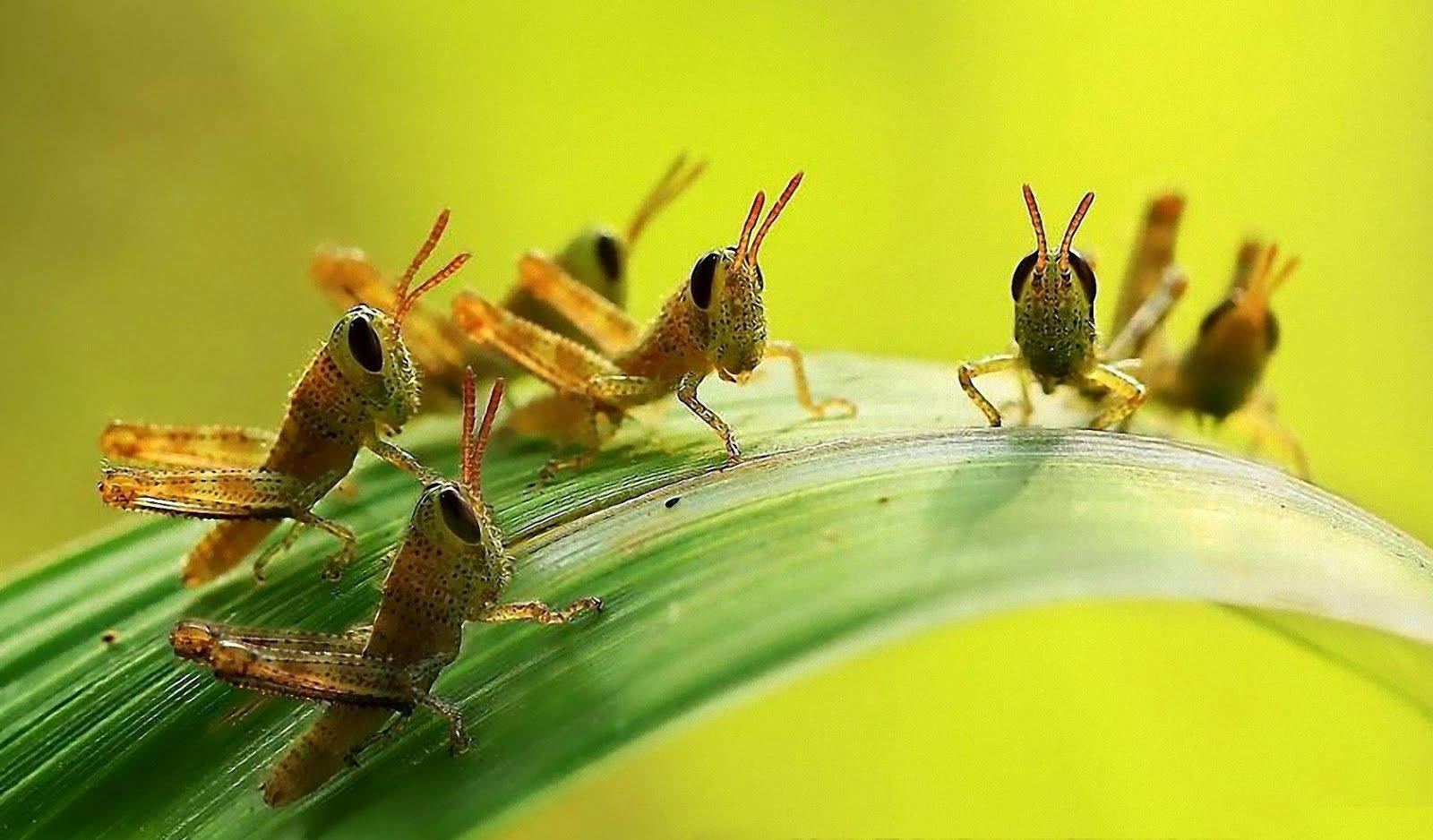 Short-horned Grasshoppers Background