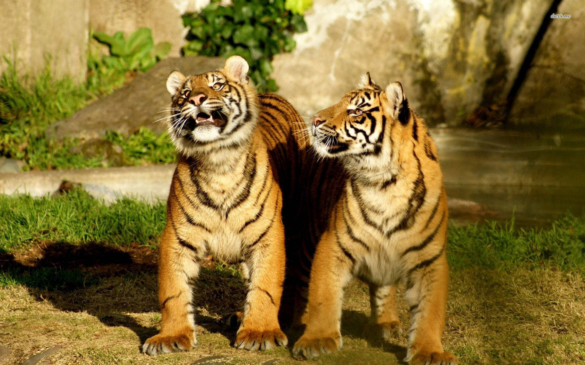 Short-legged Baby Tigers Background