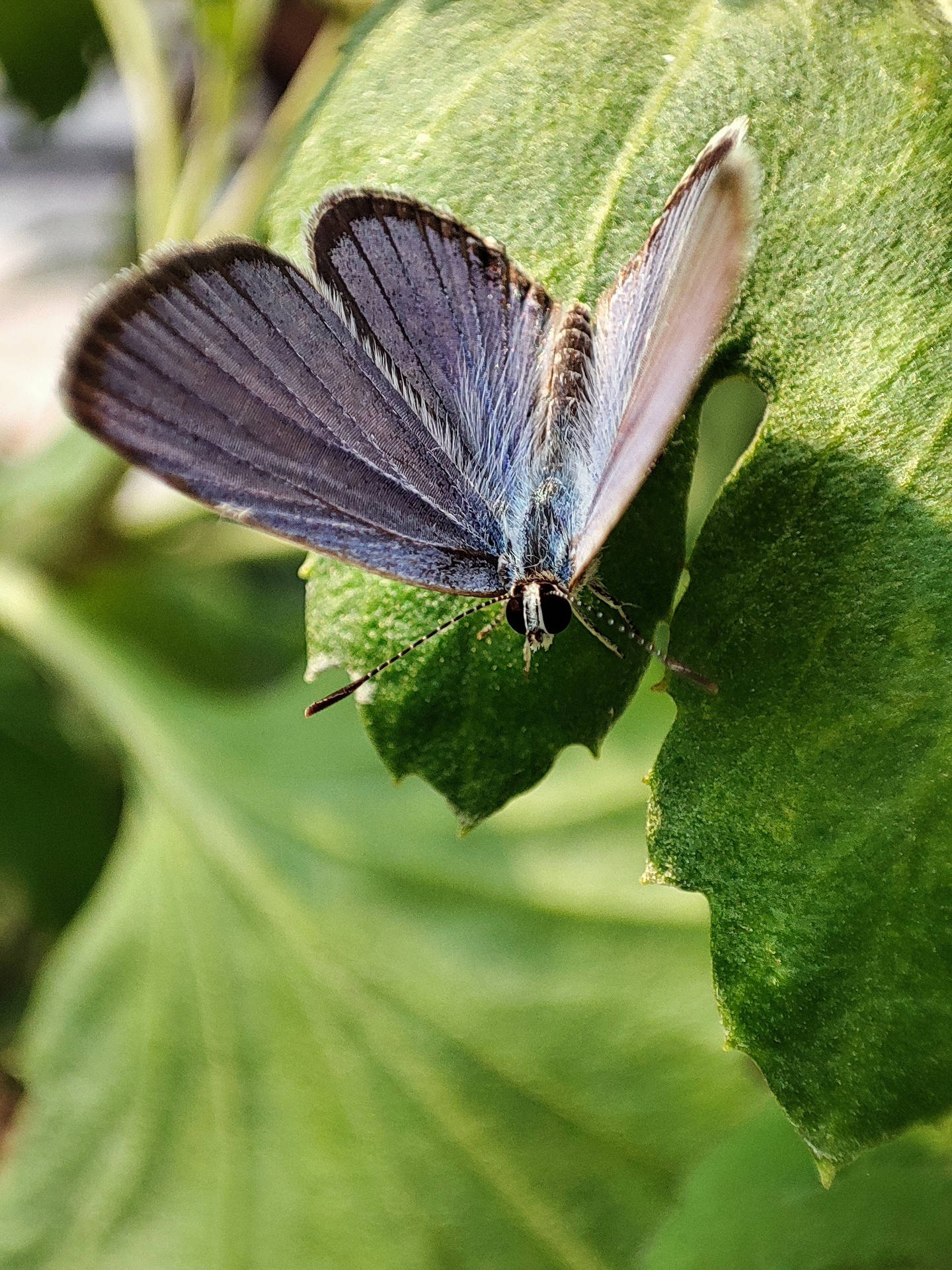 Short Tailed Aesthetic Butterfly Background