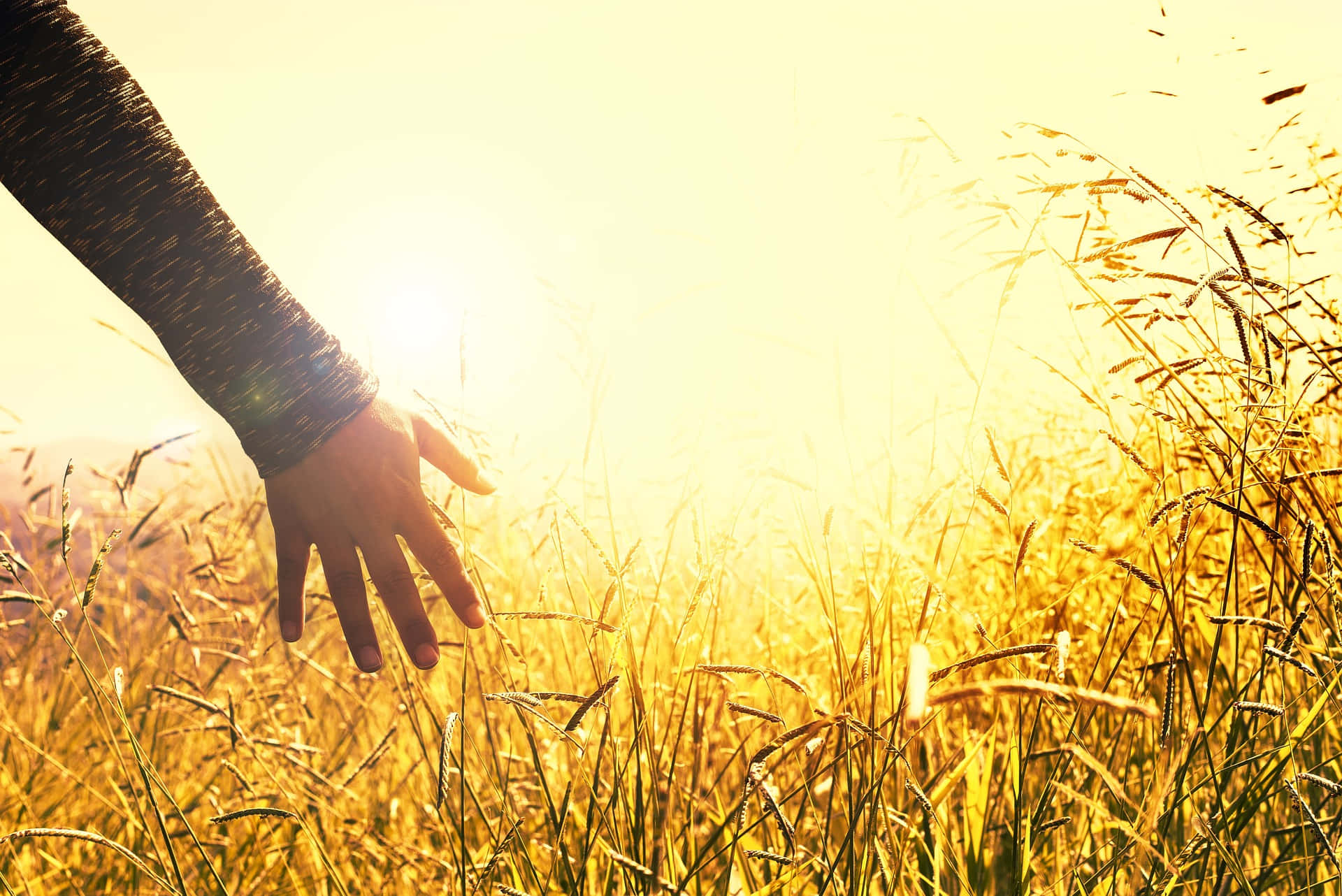 Shot Of A Person's Hand Touching The Tangible Grass On The Field Background