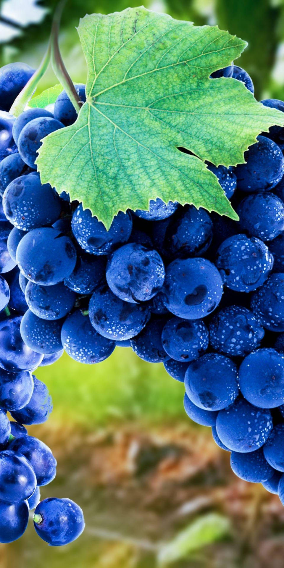 Shot Of Concord Grapes Background