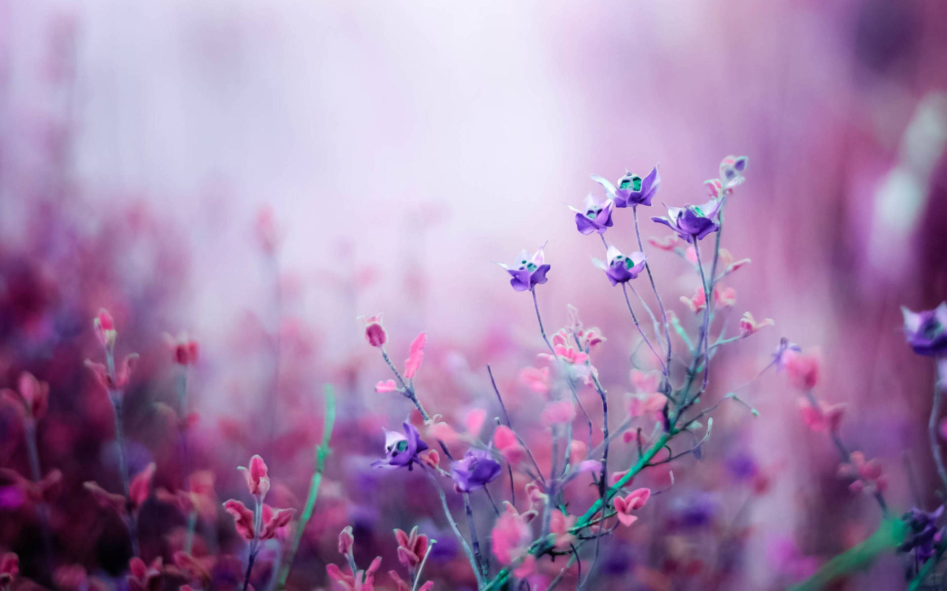 Shot Of Cute Purple Flowers Background