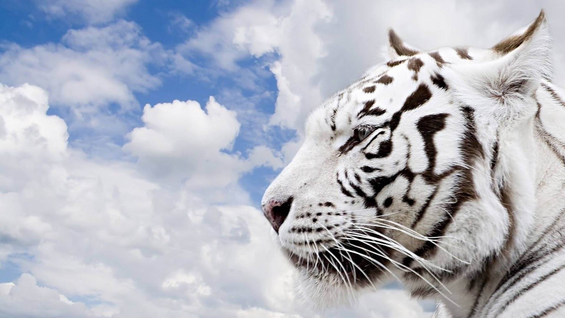 Shot Of White Tiger Wild Animal Background