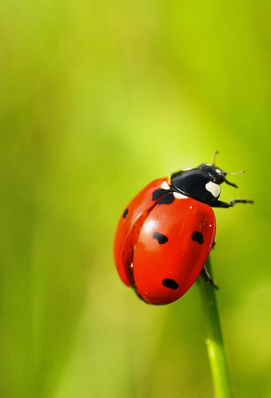 Show Off Your Fun Side With This Colorful Ladybug Iphone Case Background