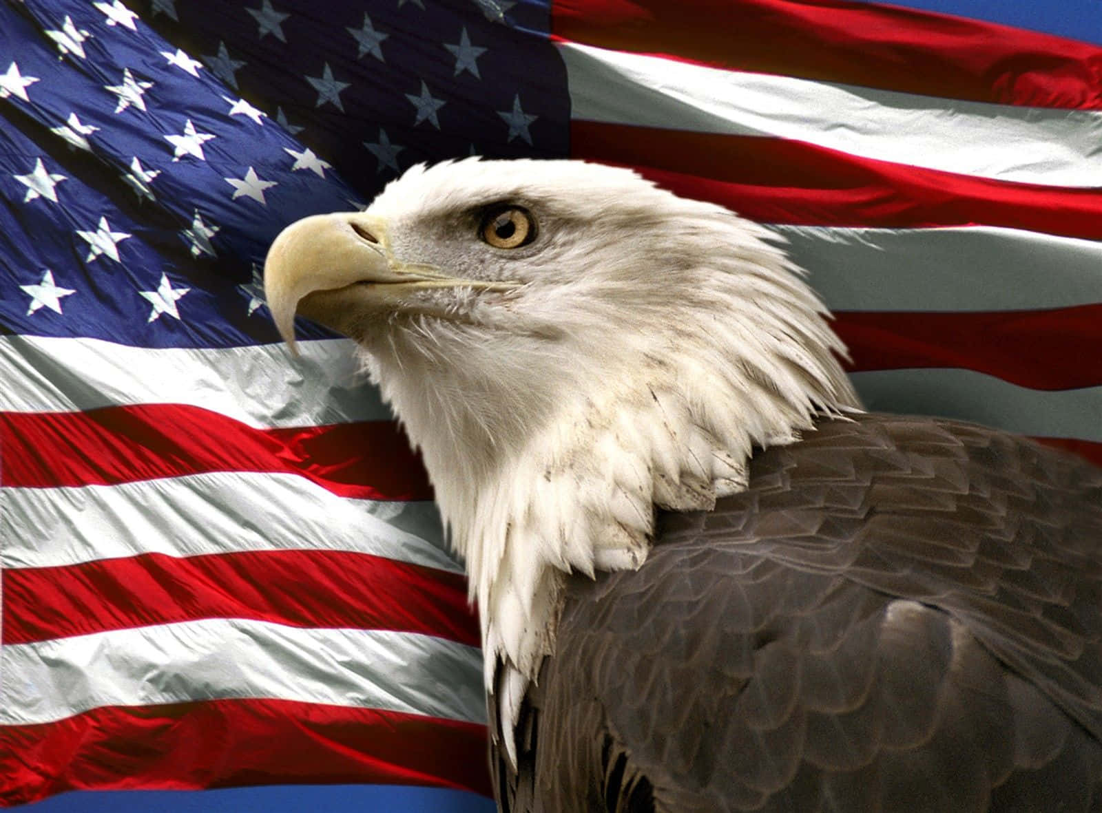 Show Your American Pride With A Bald Eagle! Background