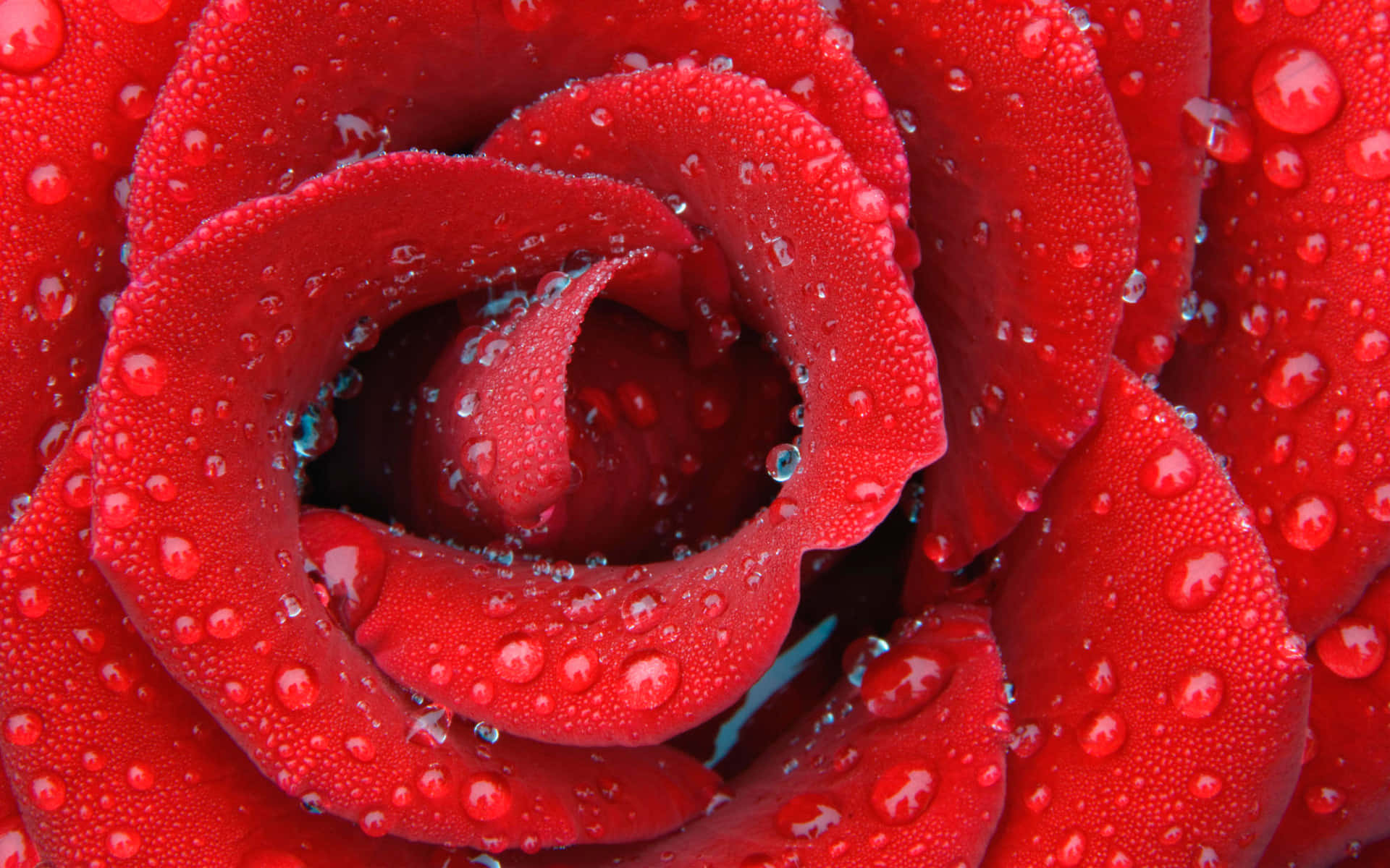 Show Your Everlasting Love On Valentine's Day With A Beautiful Bouquet Of Roses Background