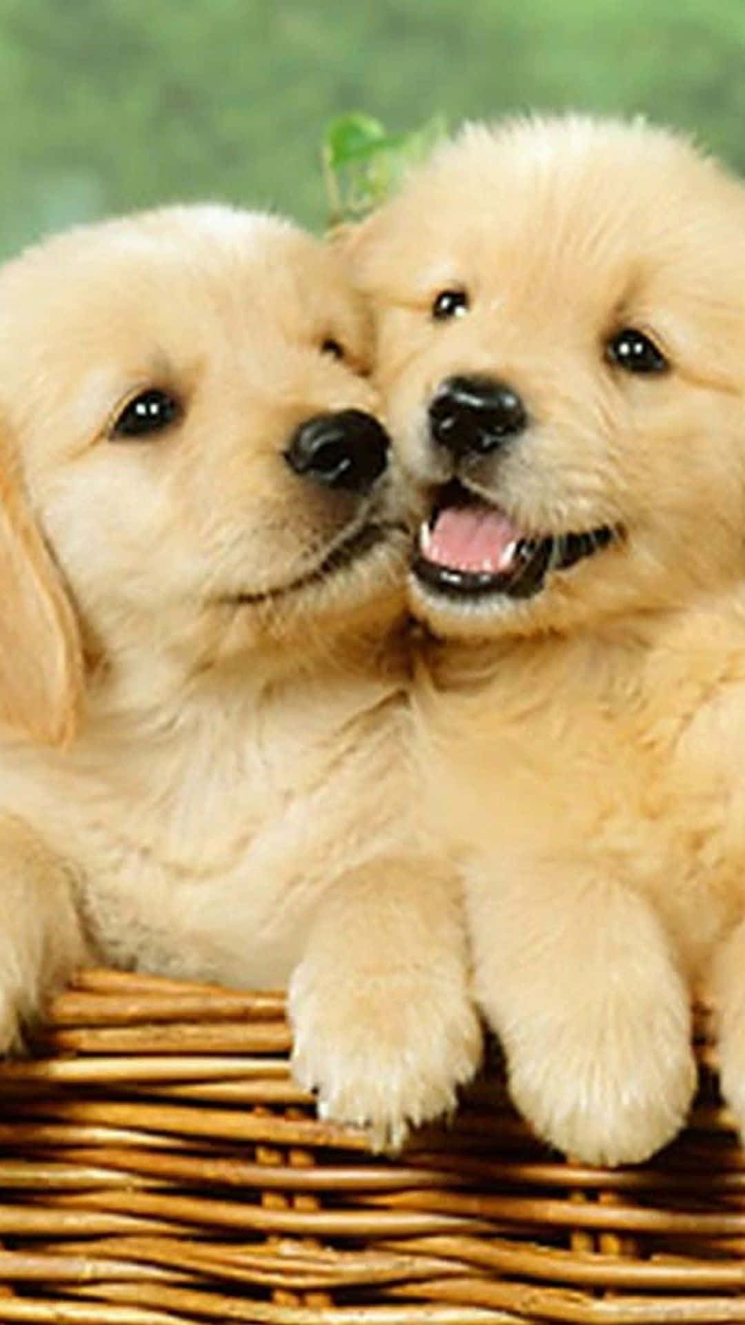 Show Your Love For Dogs With This Adorable Dog Iphone Wallpaper.