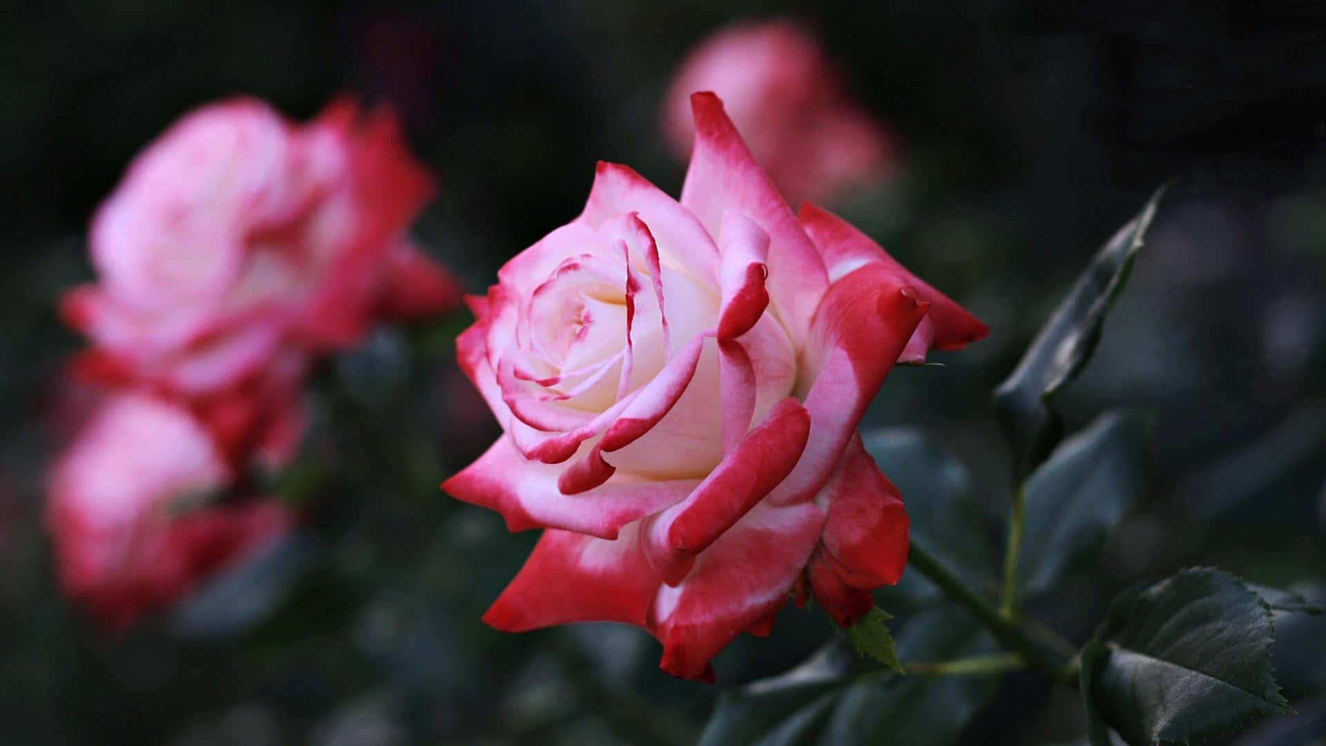 Show Your Love This Valentines Day With A Thoughtful Bouquet Of Fresh Roses