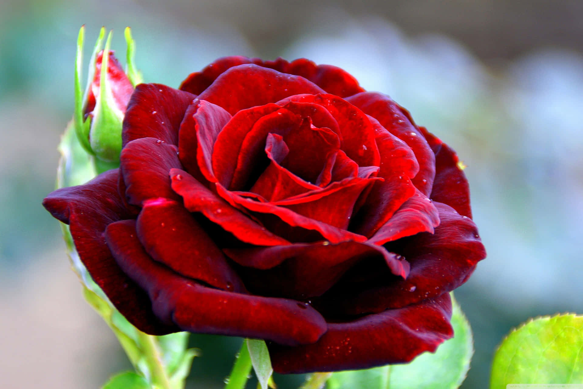 Show Your Love With A Bouquet Of Beautiful Valentines Day Roses Background