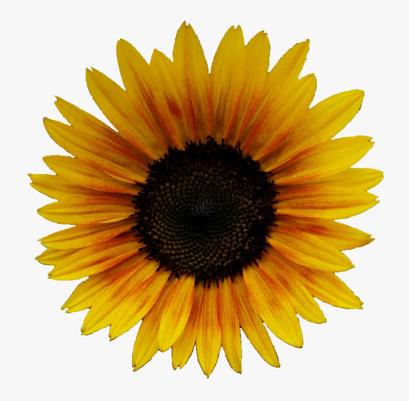 Show Your Sunny Side With A Vibrant Sunflower Yellow Aesthetic! Background