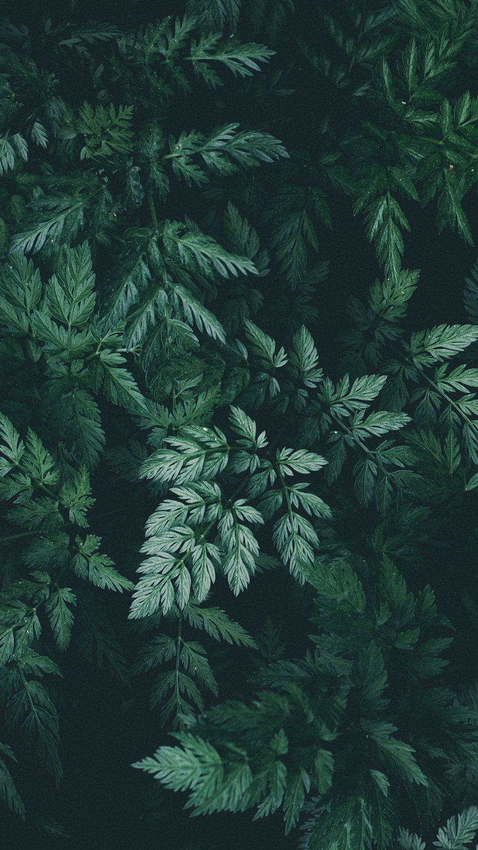 Show Your Unique Style With This Beautiful Nature-inspired Plant Iphone Wallpaper. Background