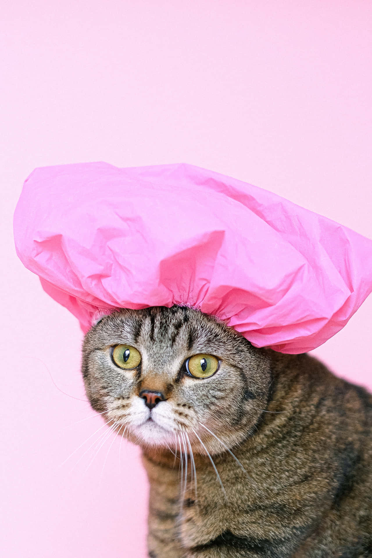 Shower Cap Cute Cat Pfp
