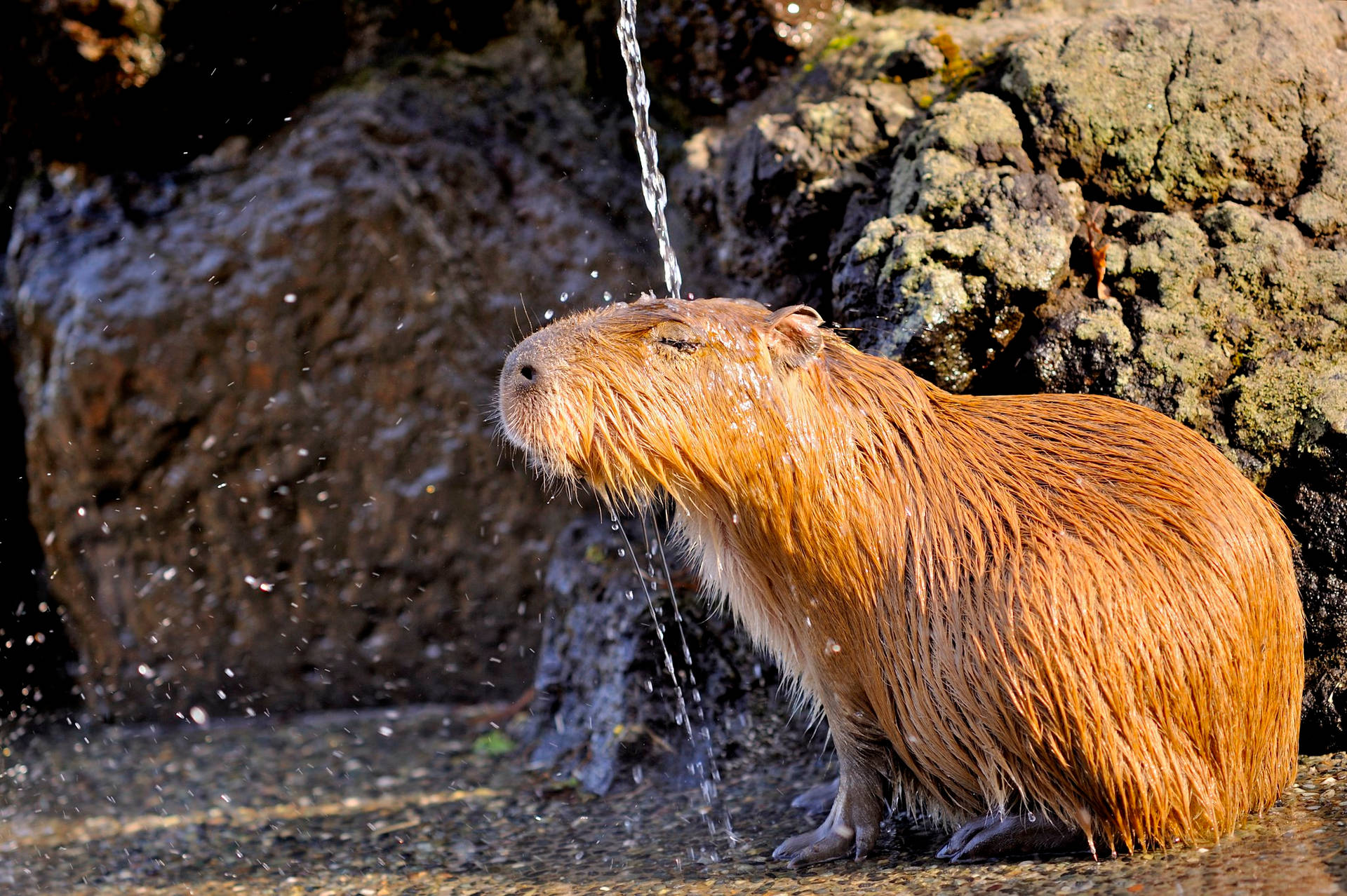 Showering Golden Capybara Background