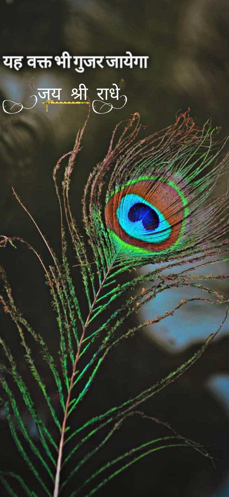 Shree Ram Peacock Feather Background