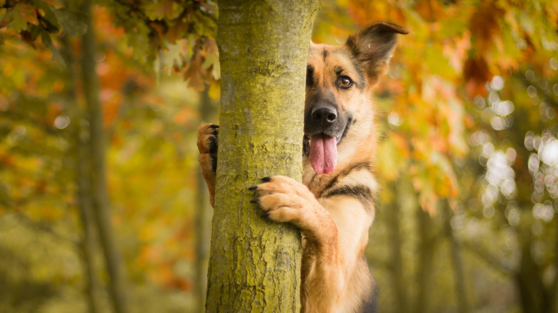 Shy German Shepherd Dog Background