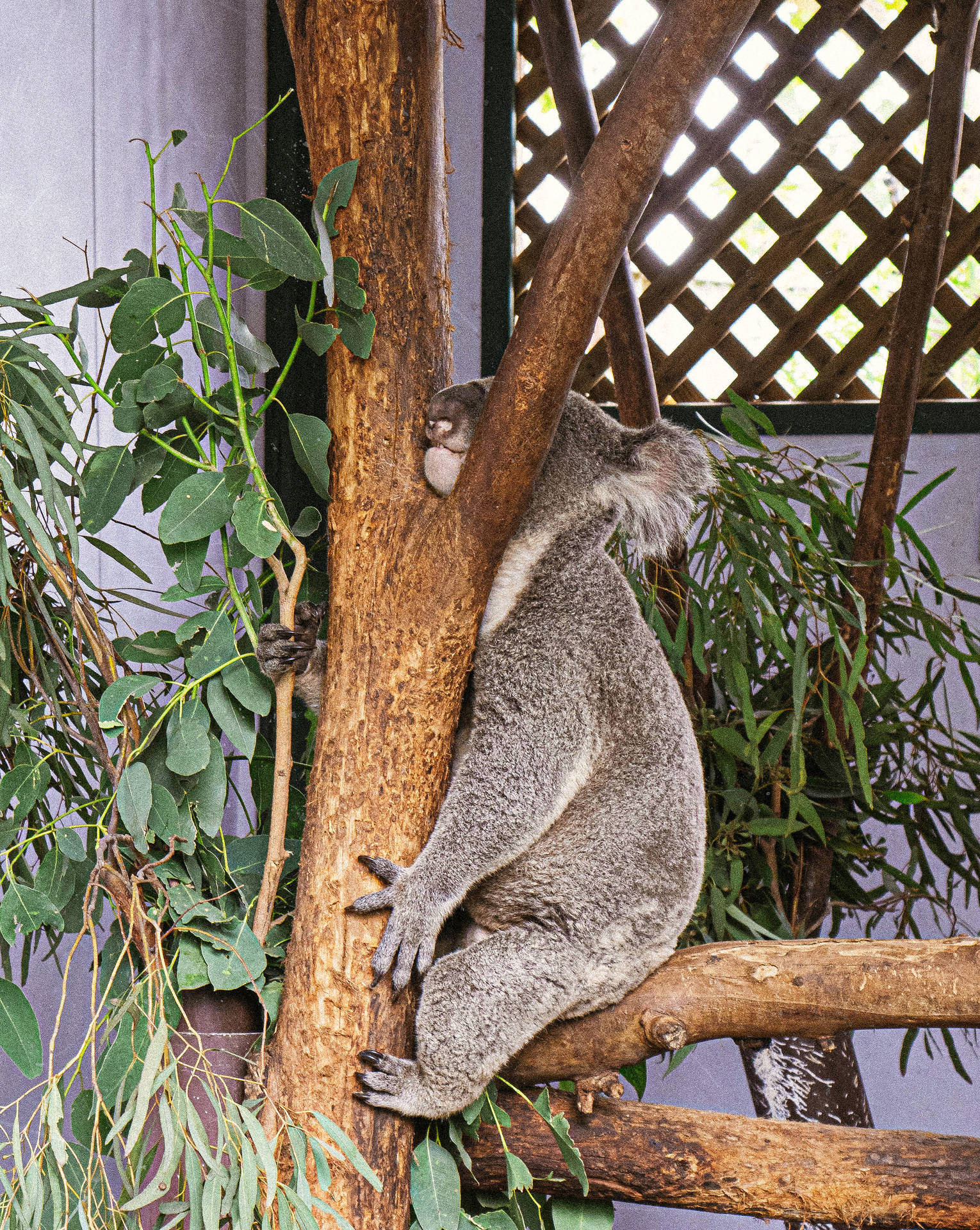 Shy Koala Bear Background