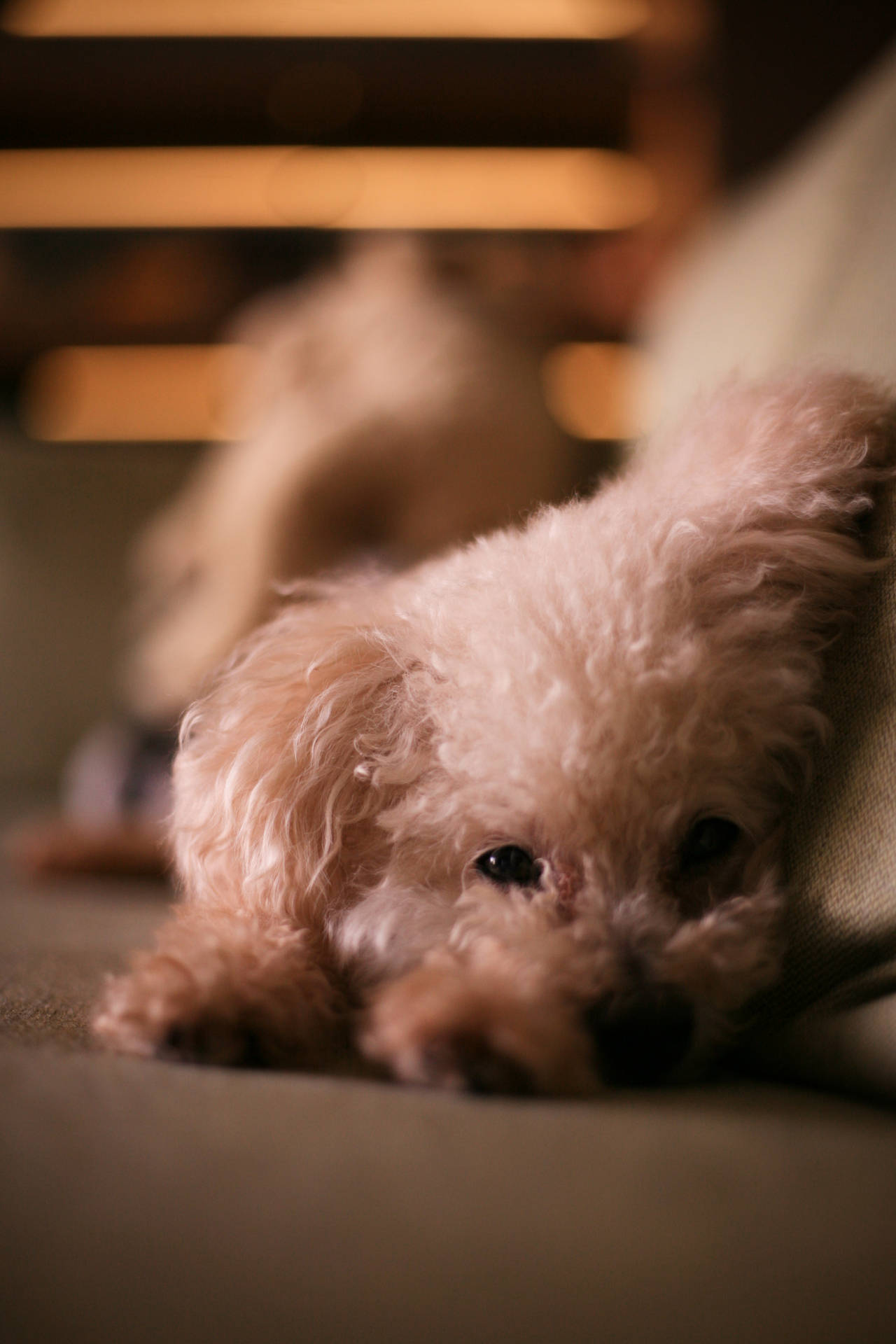Shy Toy Poodle Puppy Background
