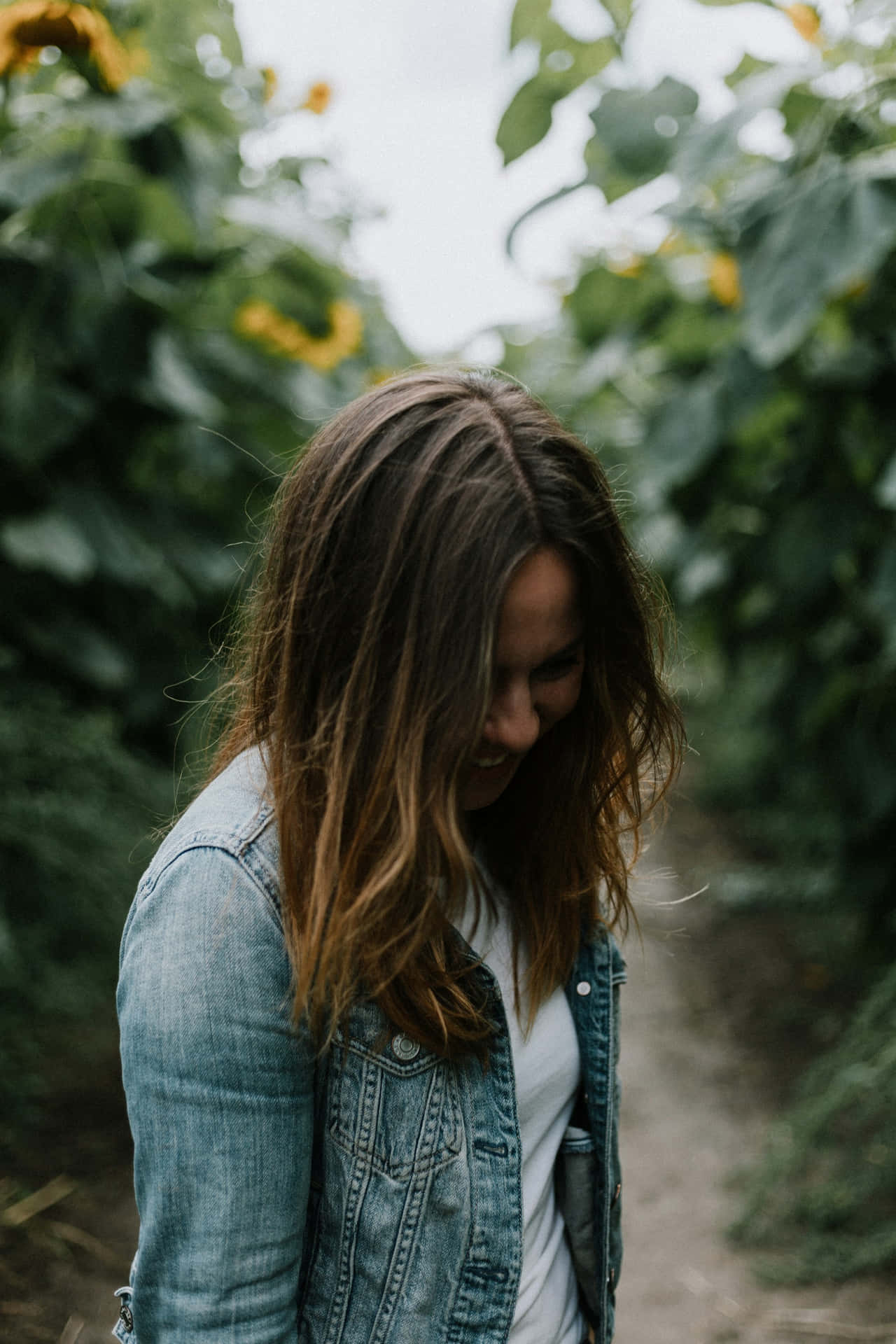 Shy Woman Sunflower Field Background