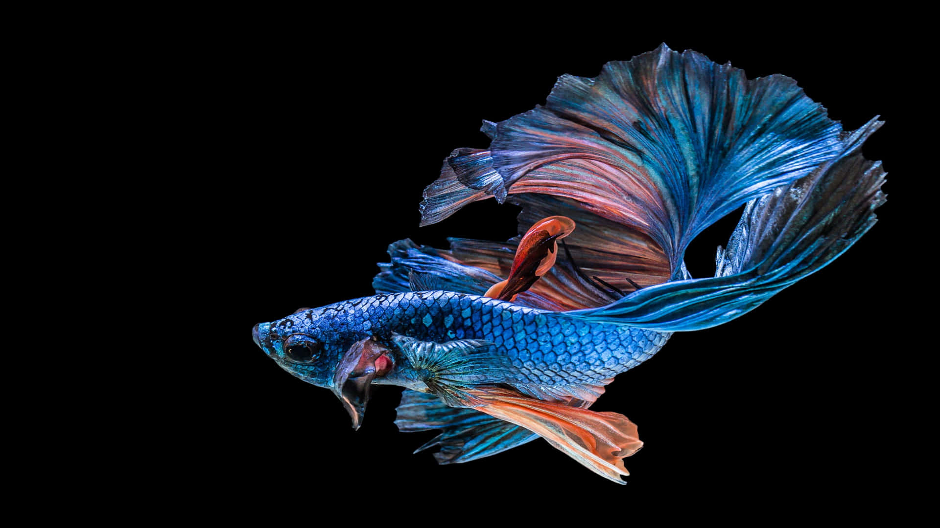 Siamese 4k Fish Background
