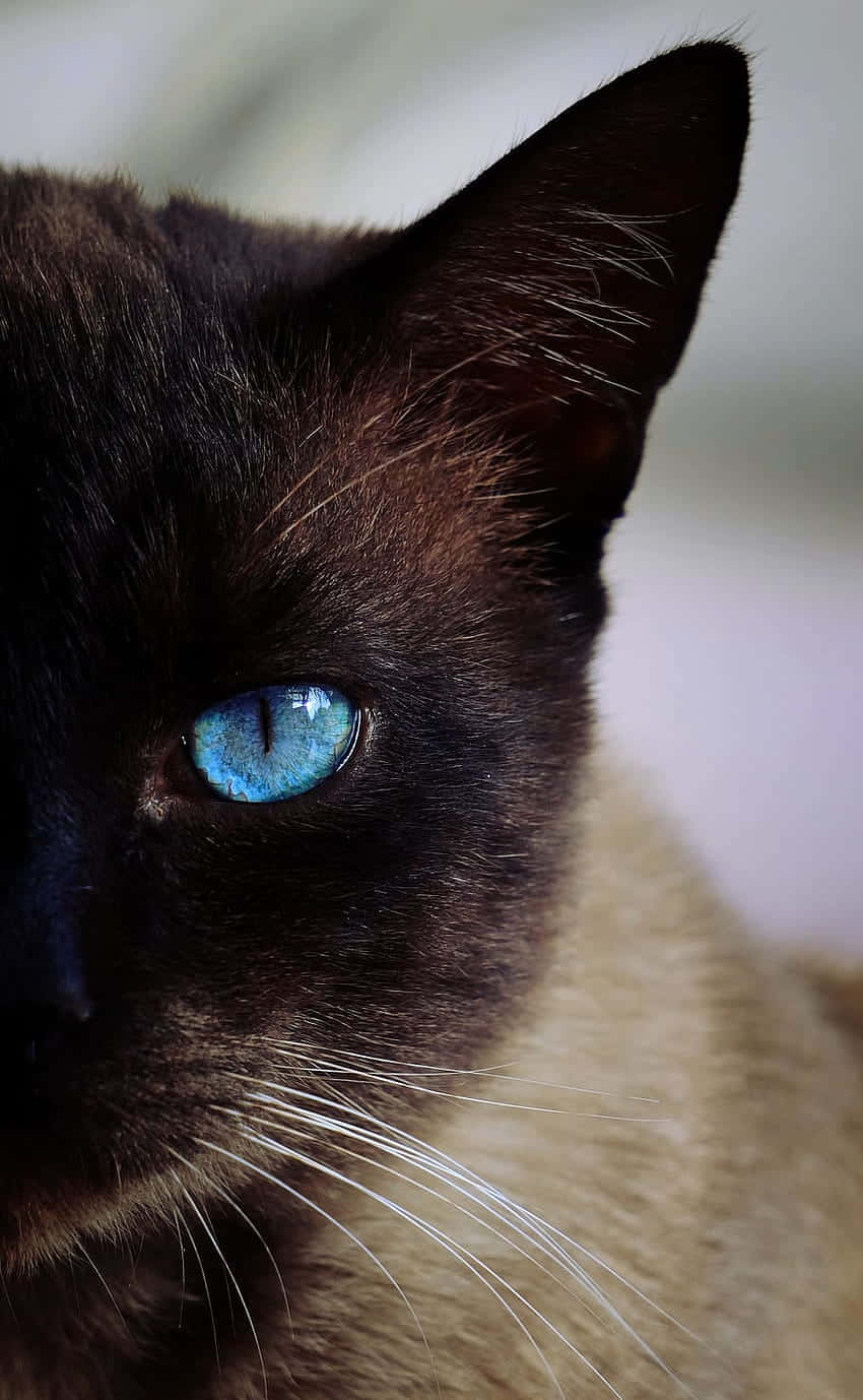 Siamese Cat Blue Eye Closeup