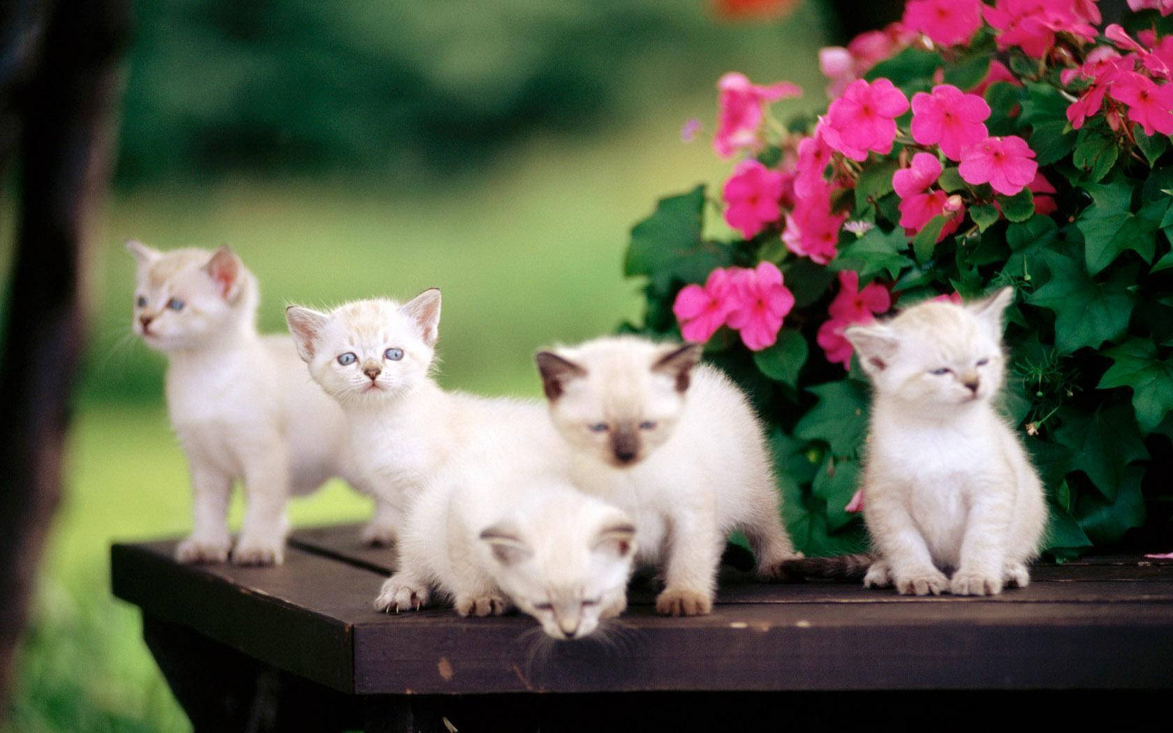 Siamese Cats Cute Desktop Background