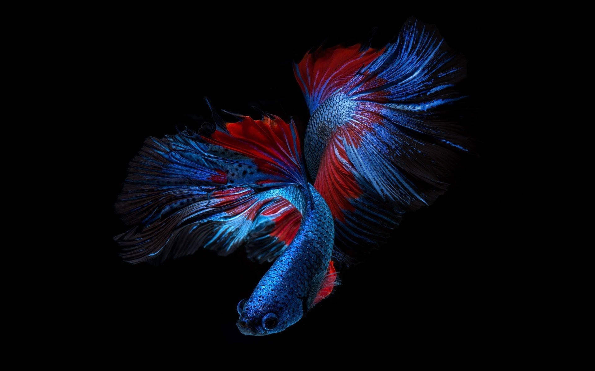 Siamese Fighting Fish In Pretty Blue And Red Background