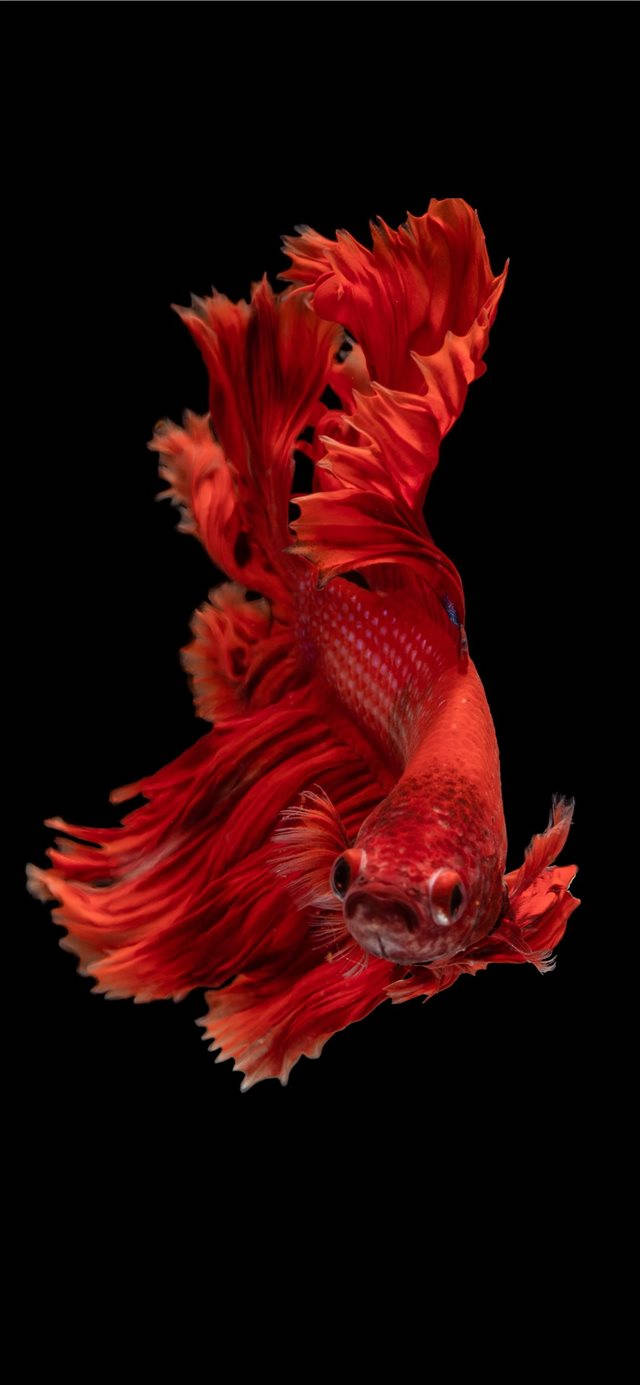 Siamese Fighting Fish Red Iphone Background