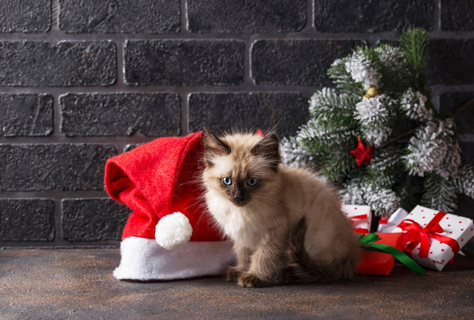 Siamese Kitten Christmas Presents Background