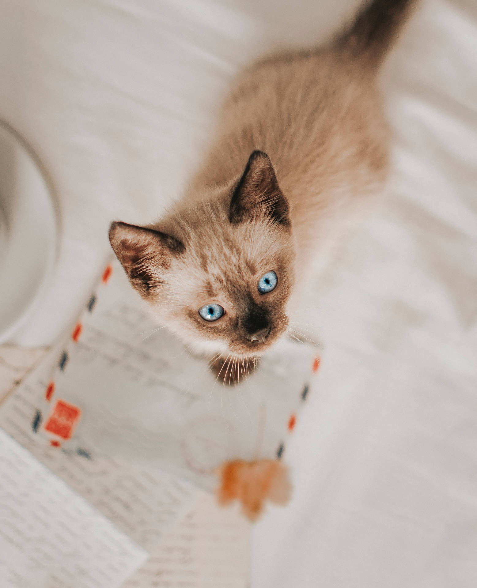 Siamese Kitten With Paper