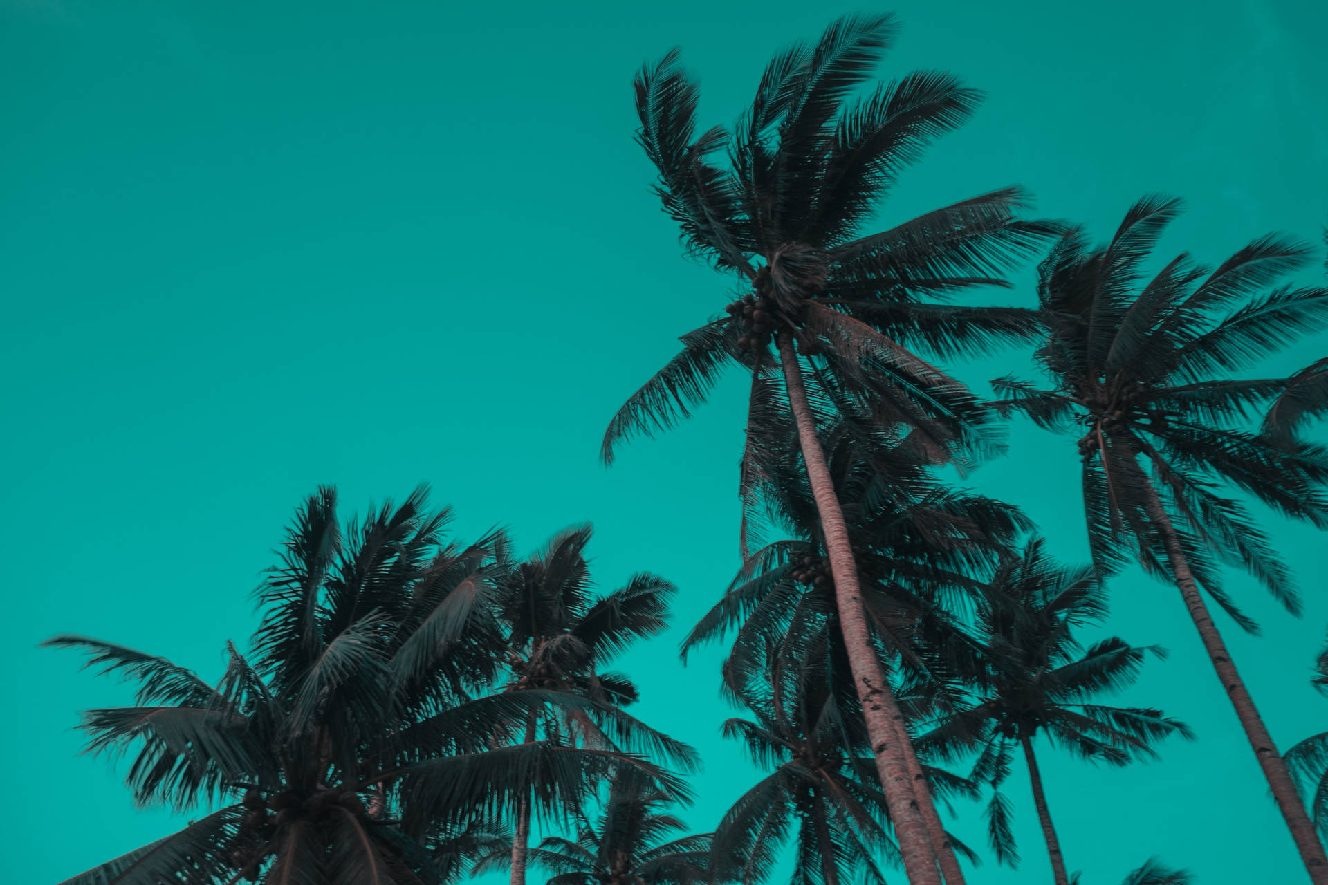 Siargao Island Palm Trees Background