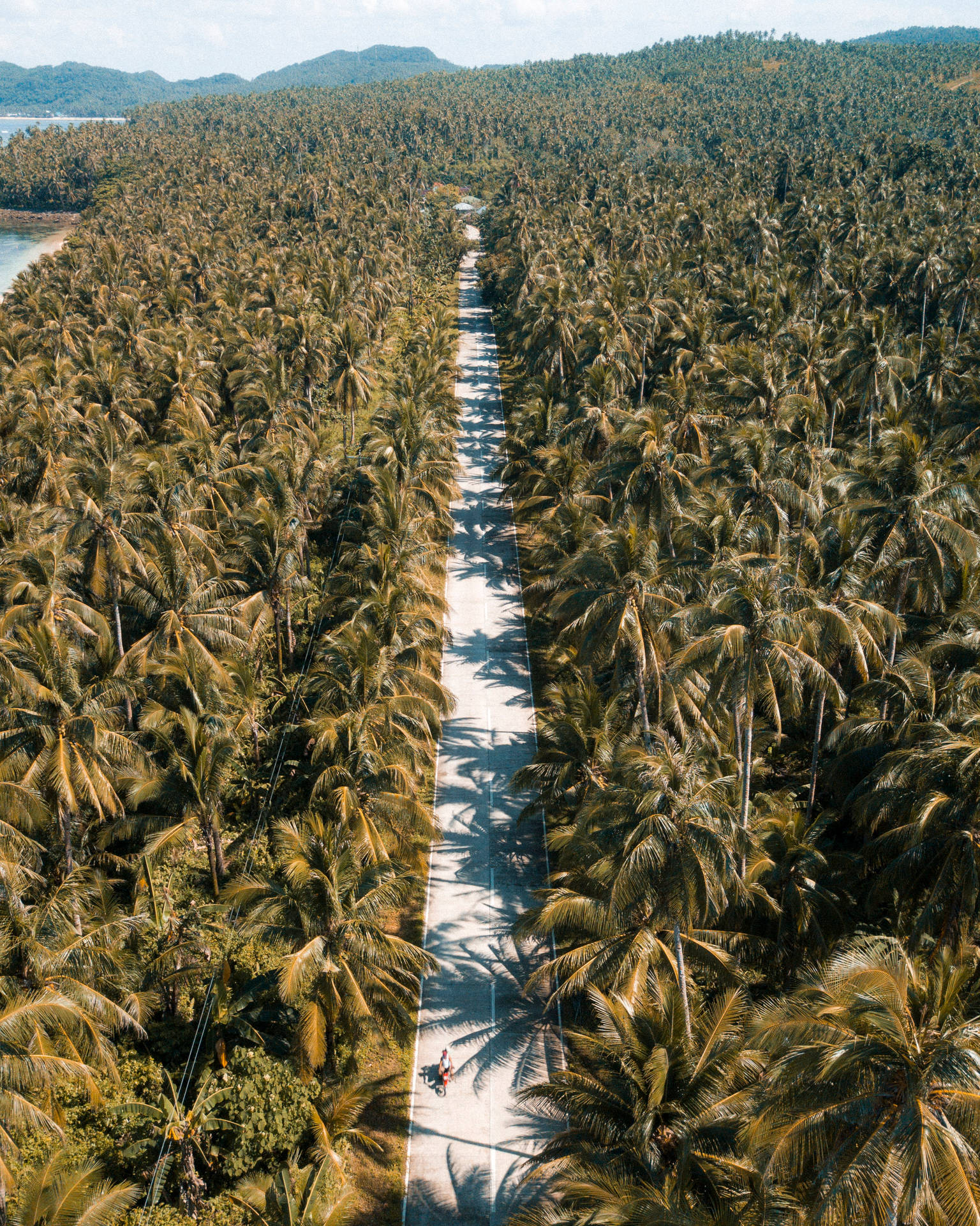 Siargao Island Road Palm Trees Aerial Background