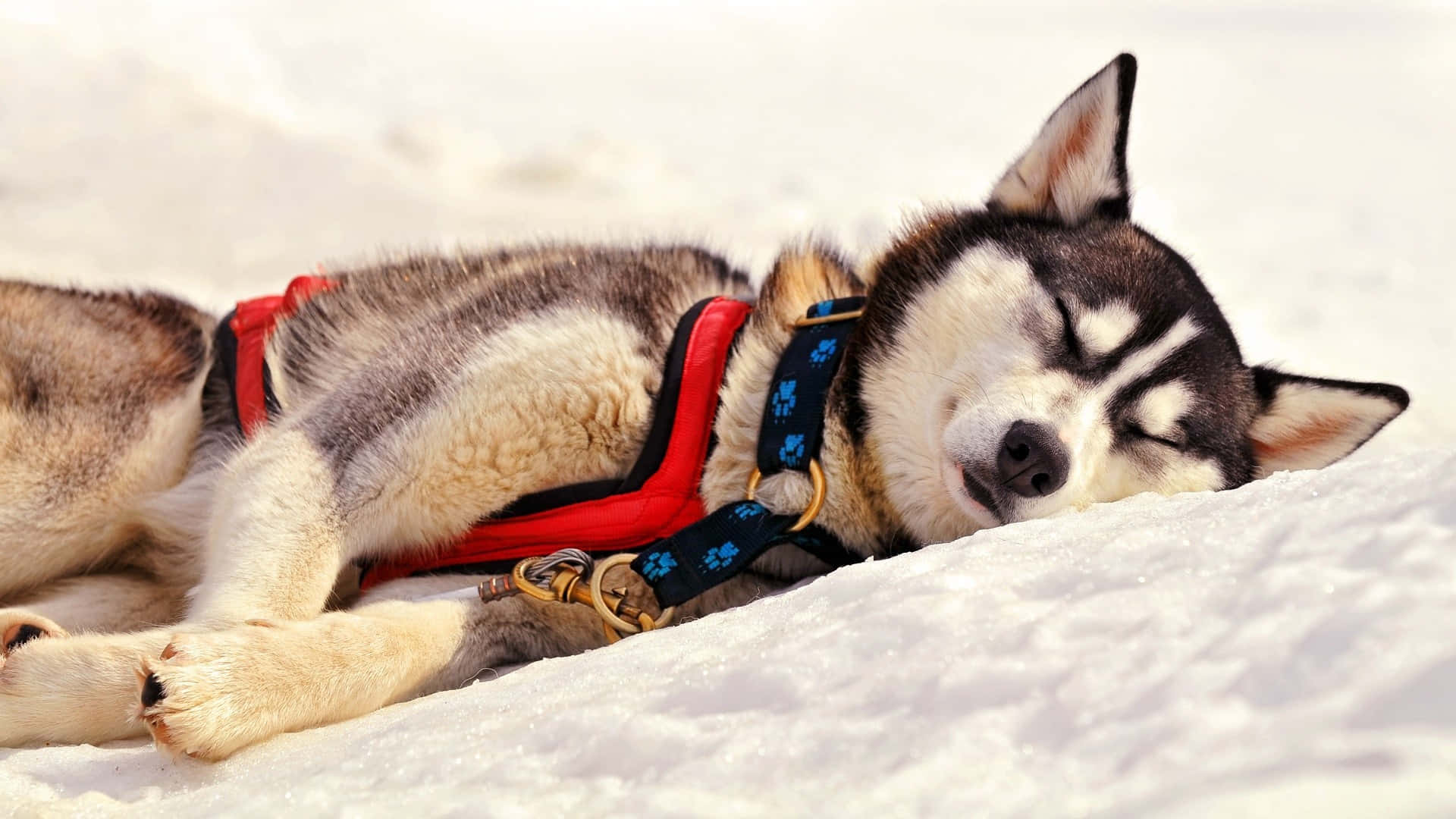 Siberian Husky Asleep In Snow