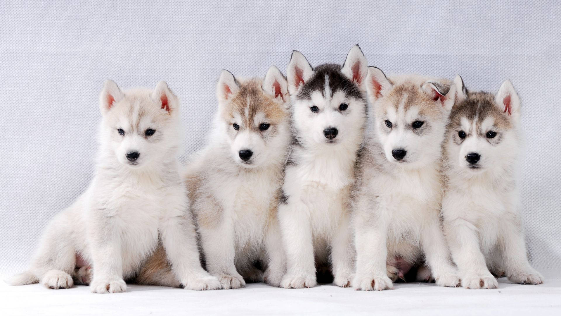 Siberian Husky Baby Dogs Background