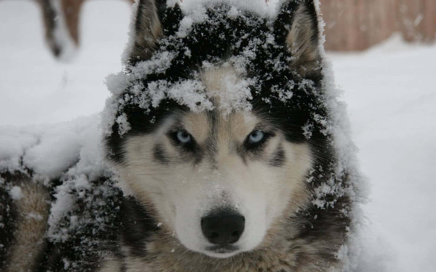 Siberian Husky Covered With Snow Background