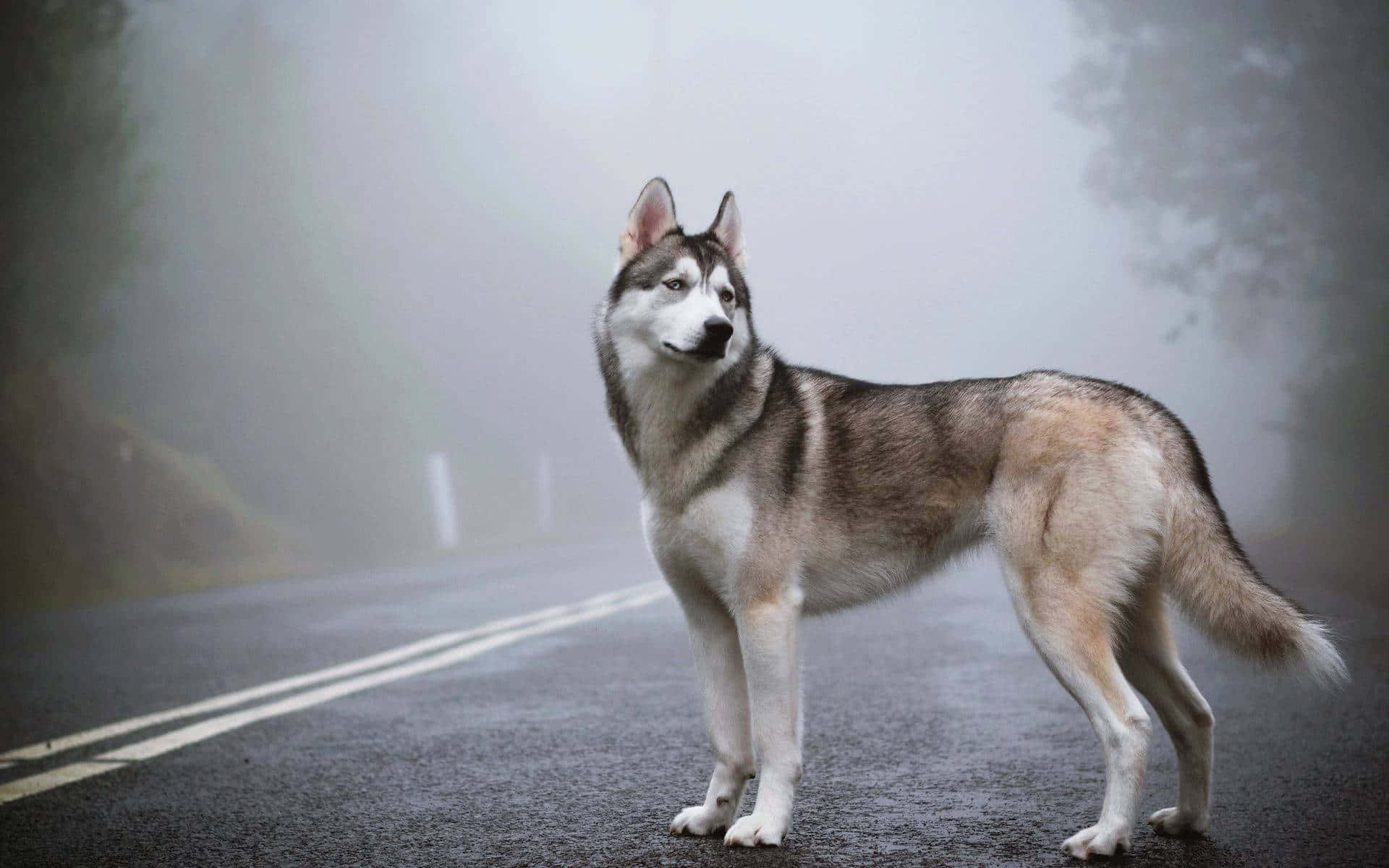 Siberian Husky Cute Animal Crossing Foggy Road