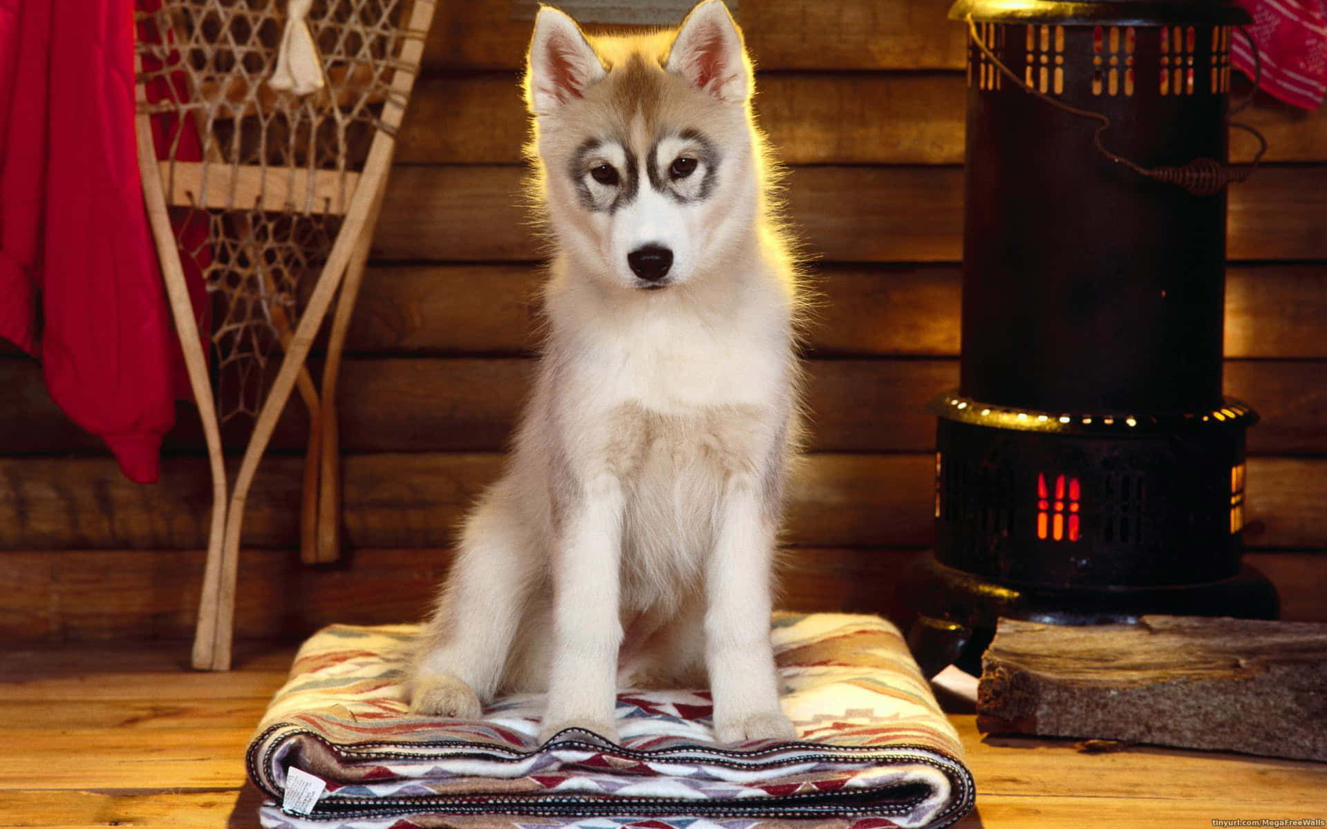 Siberian Husky Cute Pet Background