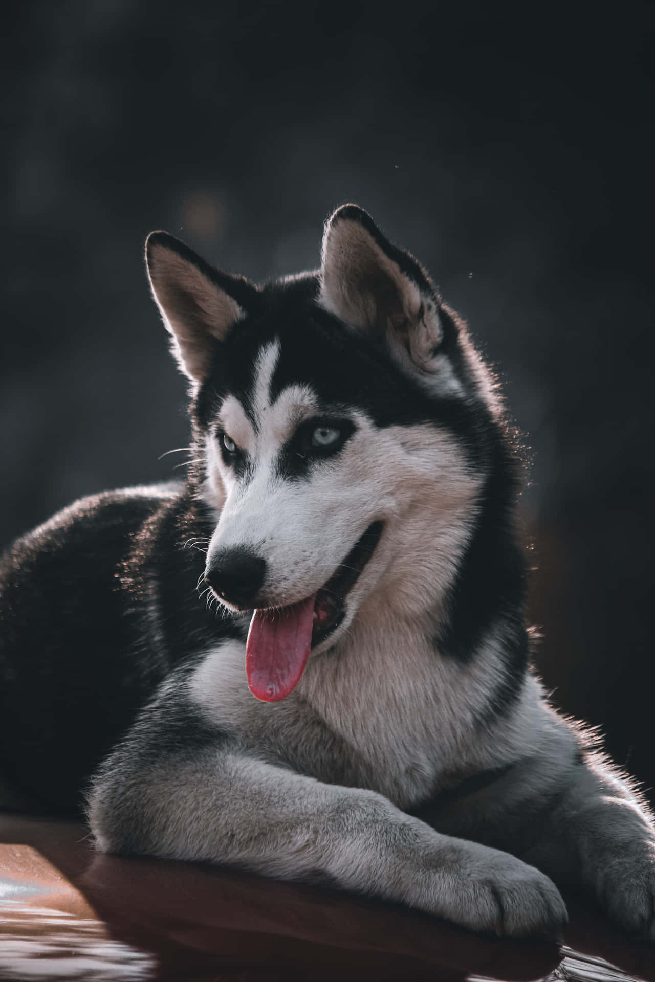 Siberian Husky Cute Portrait