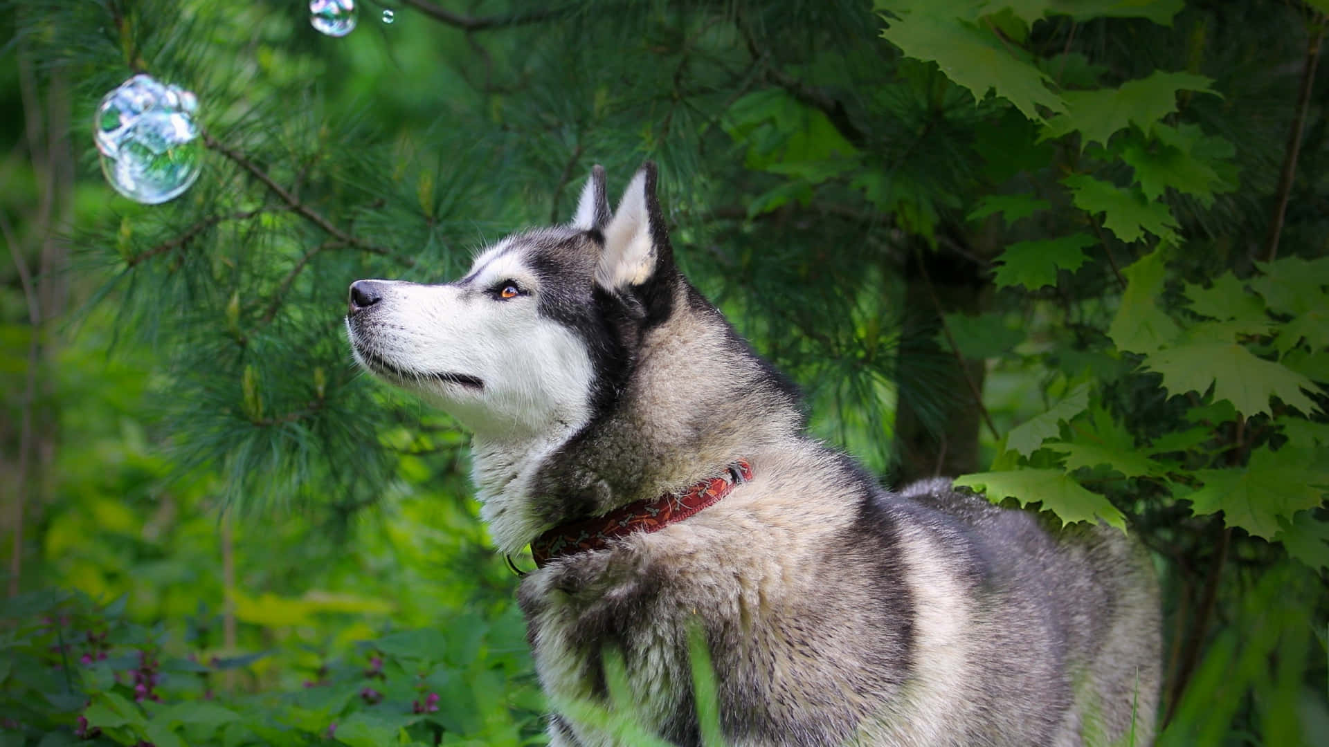 Siberian Husky Dog And Bubbles Background