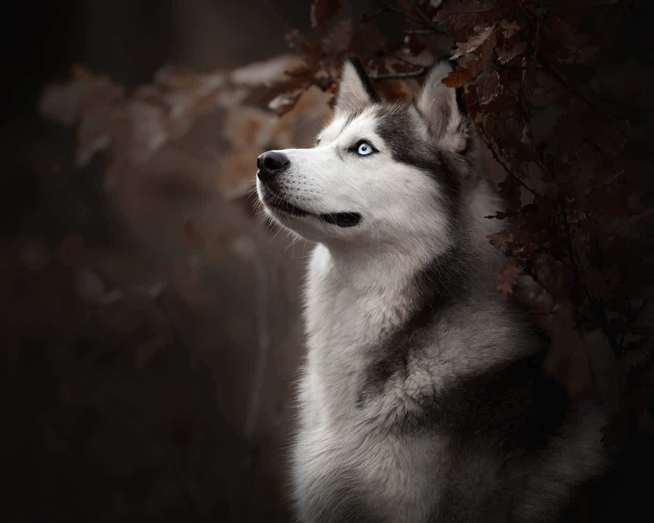 Siberian Husky Dog Breeds