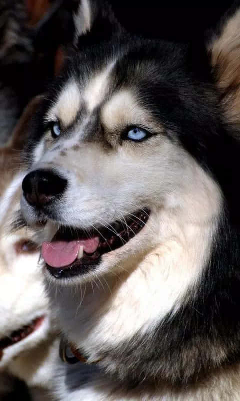 Siberian Husky Dog Breeds Smiling