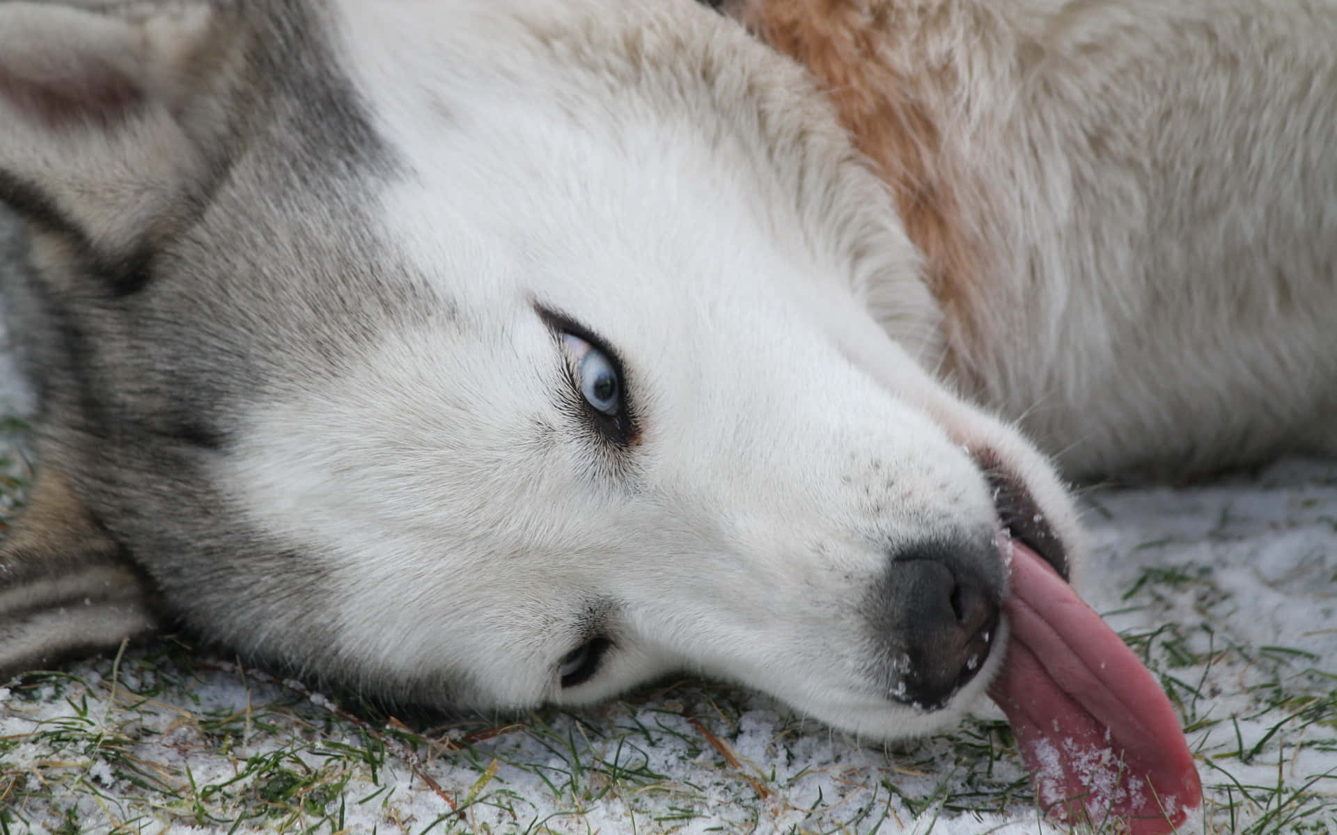 Siberian Husky Dog Cute Tongue Out Background