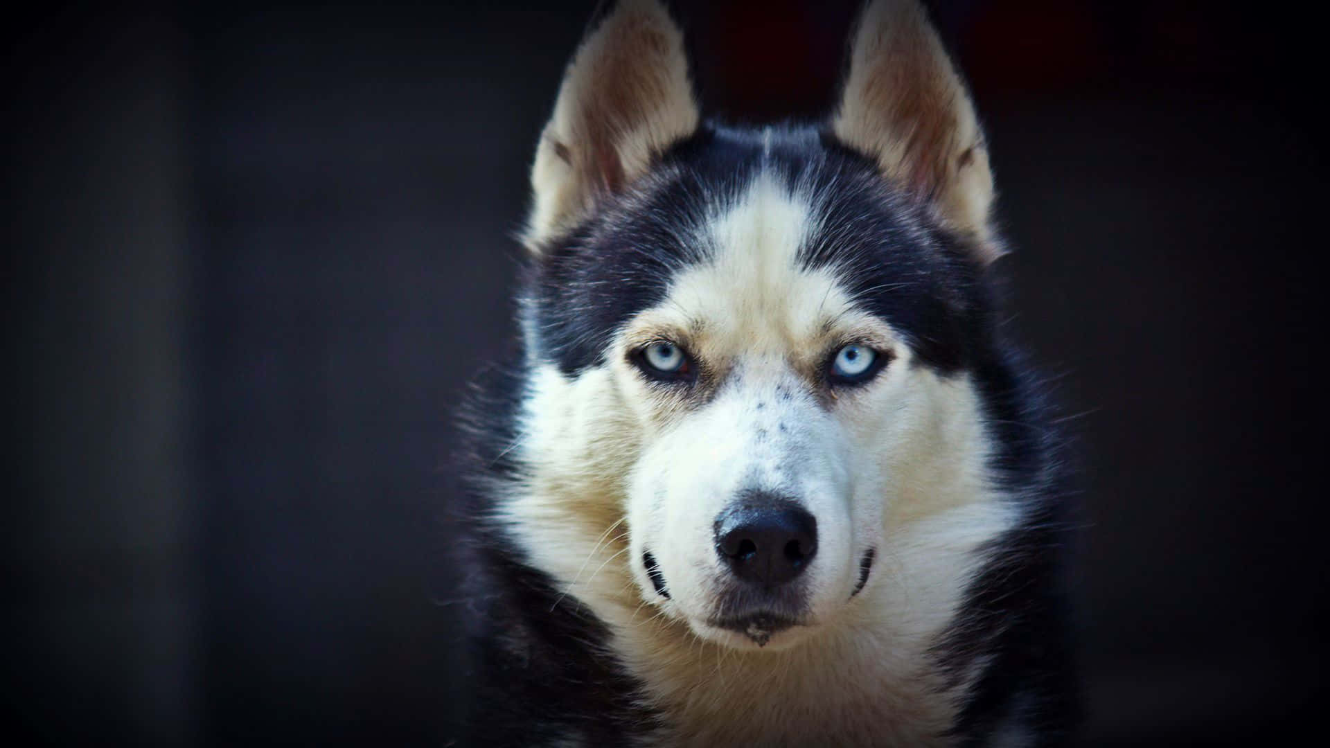 Siberian Husky Dog Fierce Gaze